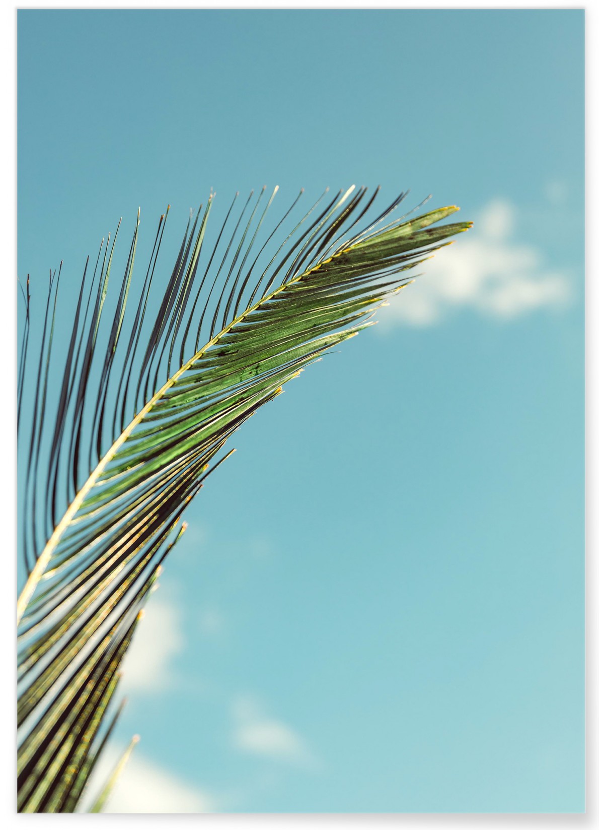 Affiche Palm Trees 3