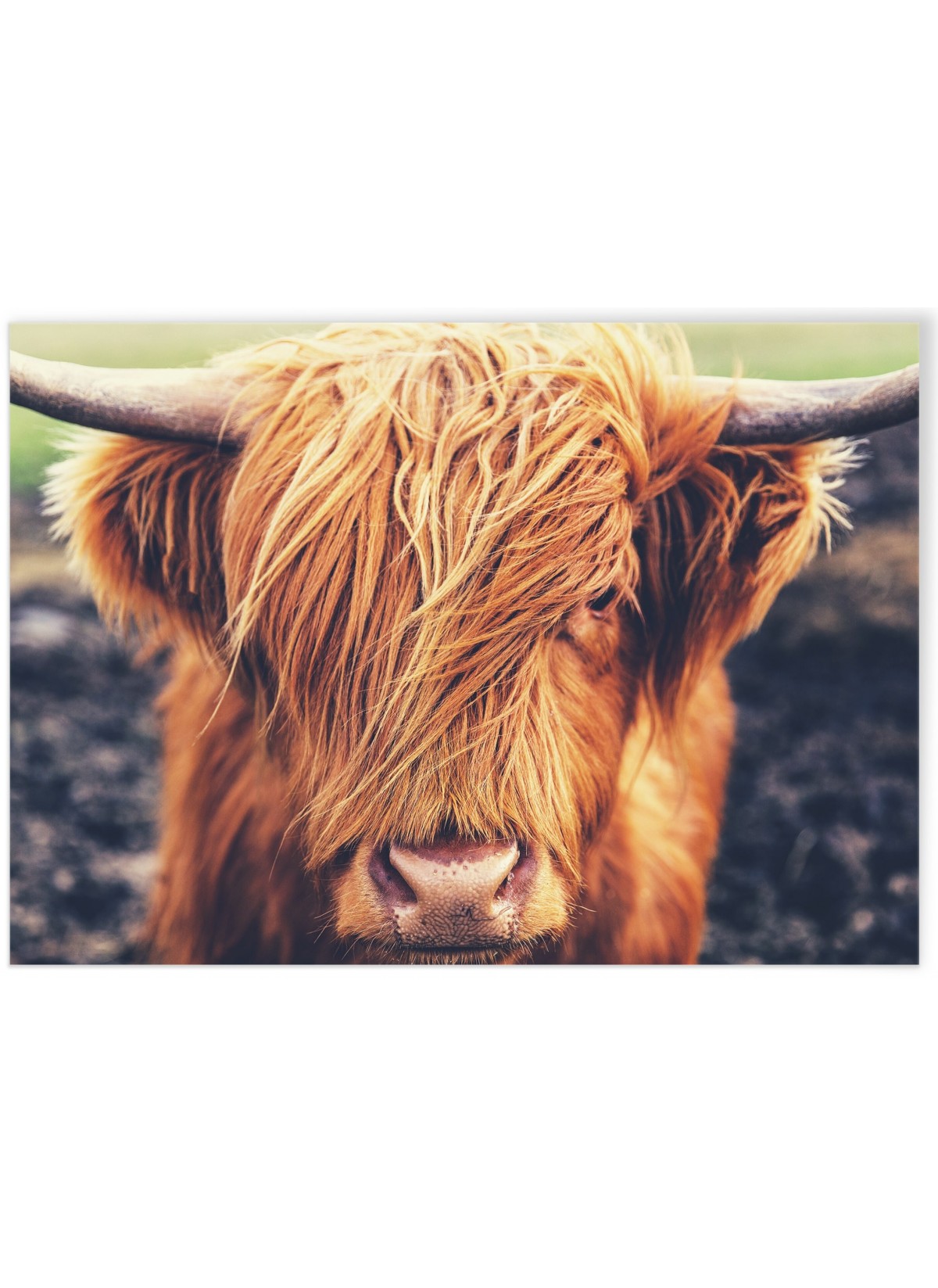 Poster Highland Cow