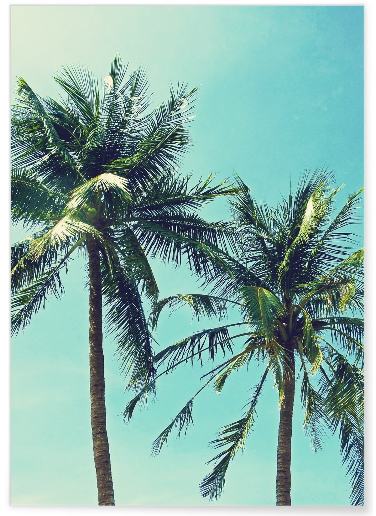 Affiche Palm Trees 2