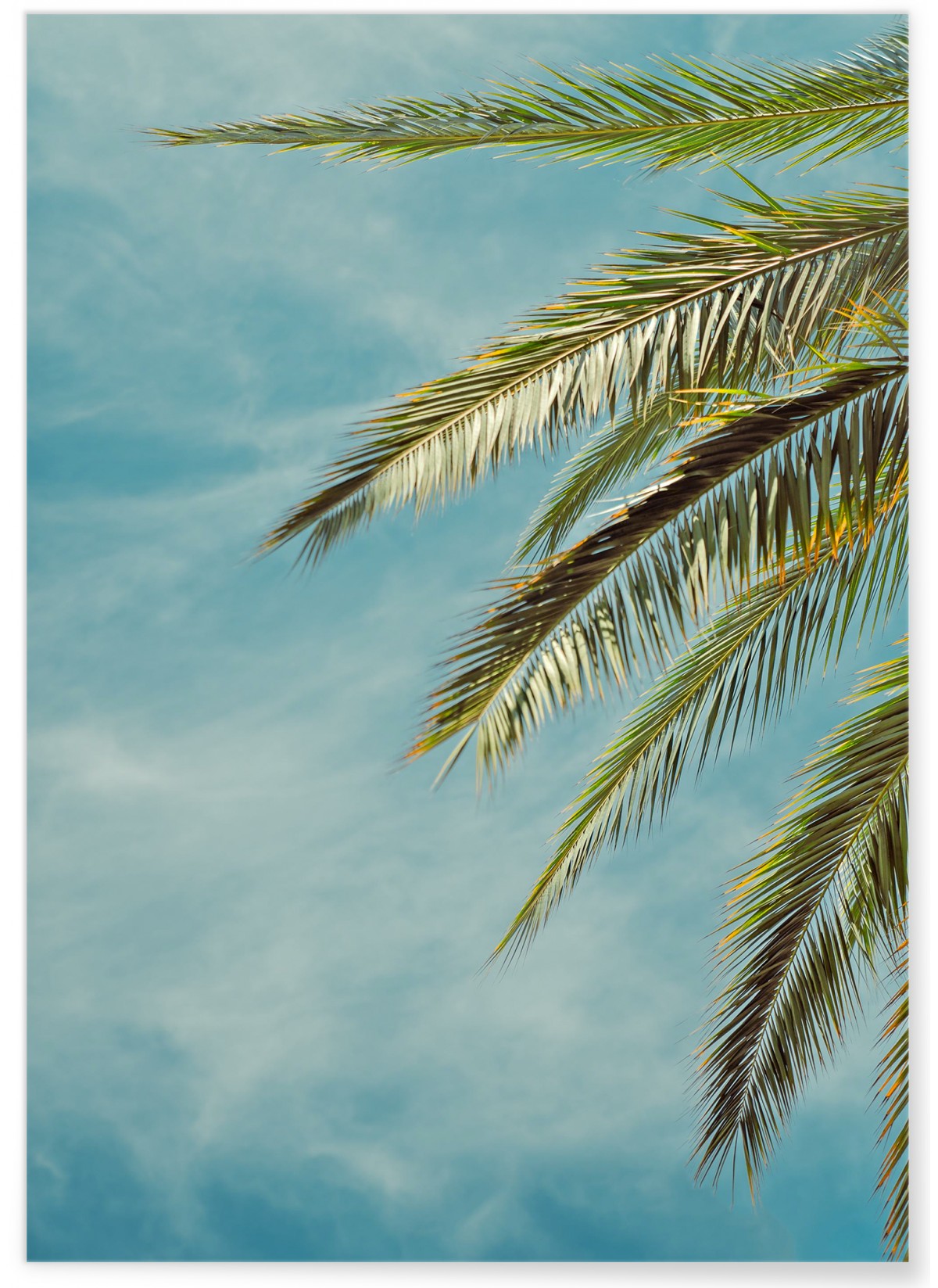 Affiche Palm Trees 4