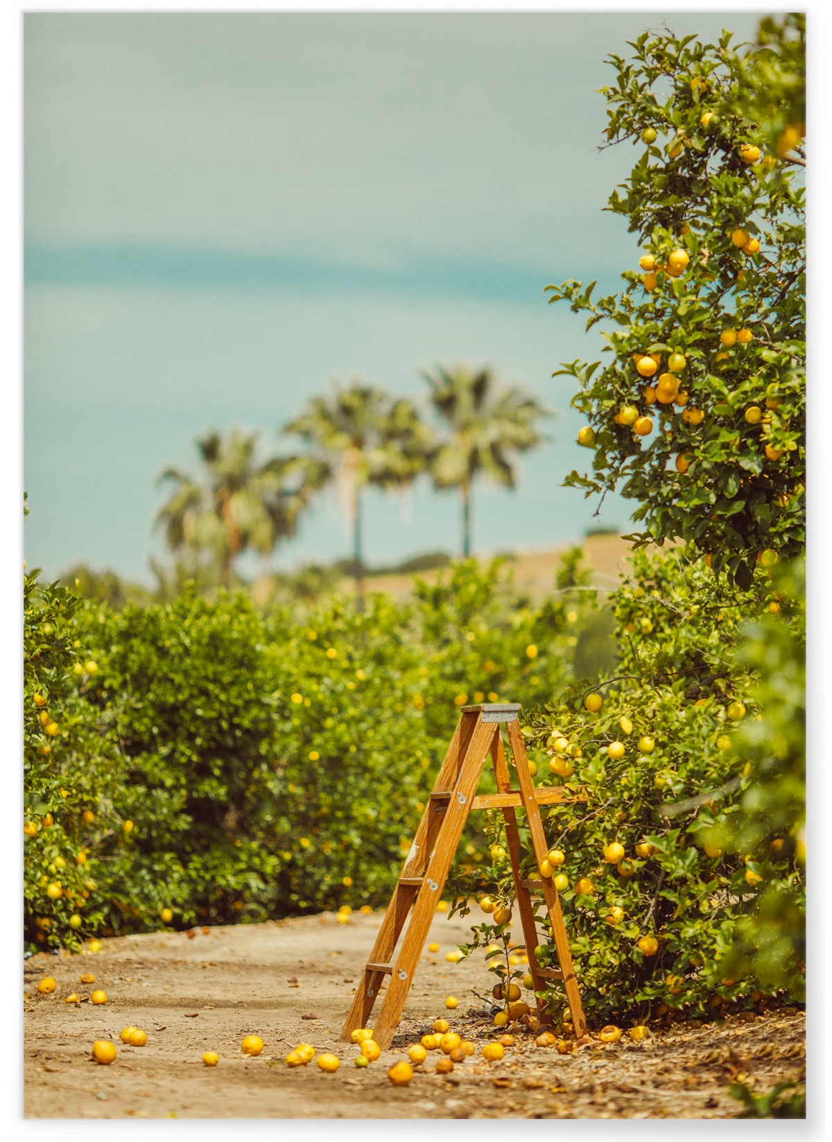Affiche Lemon Trees