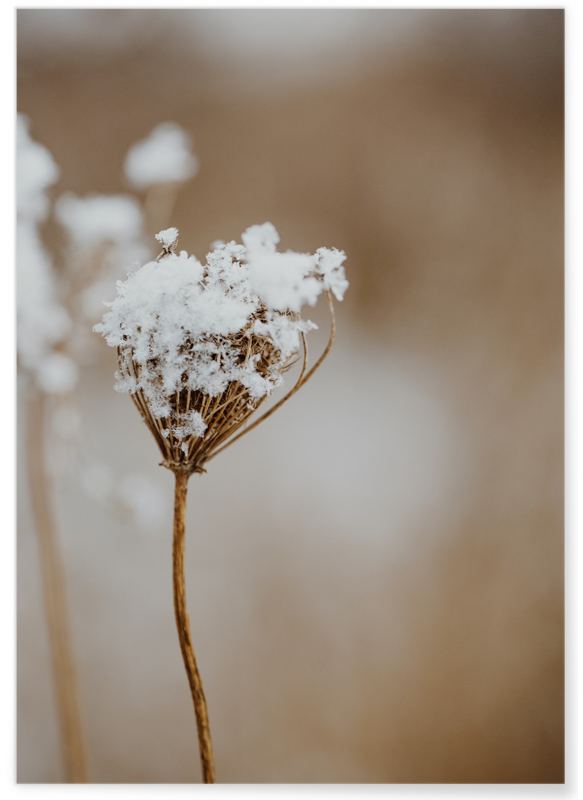 Affiche Nature Winter 1