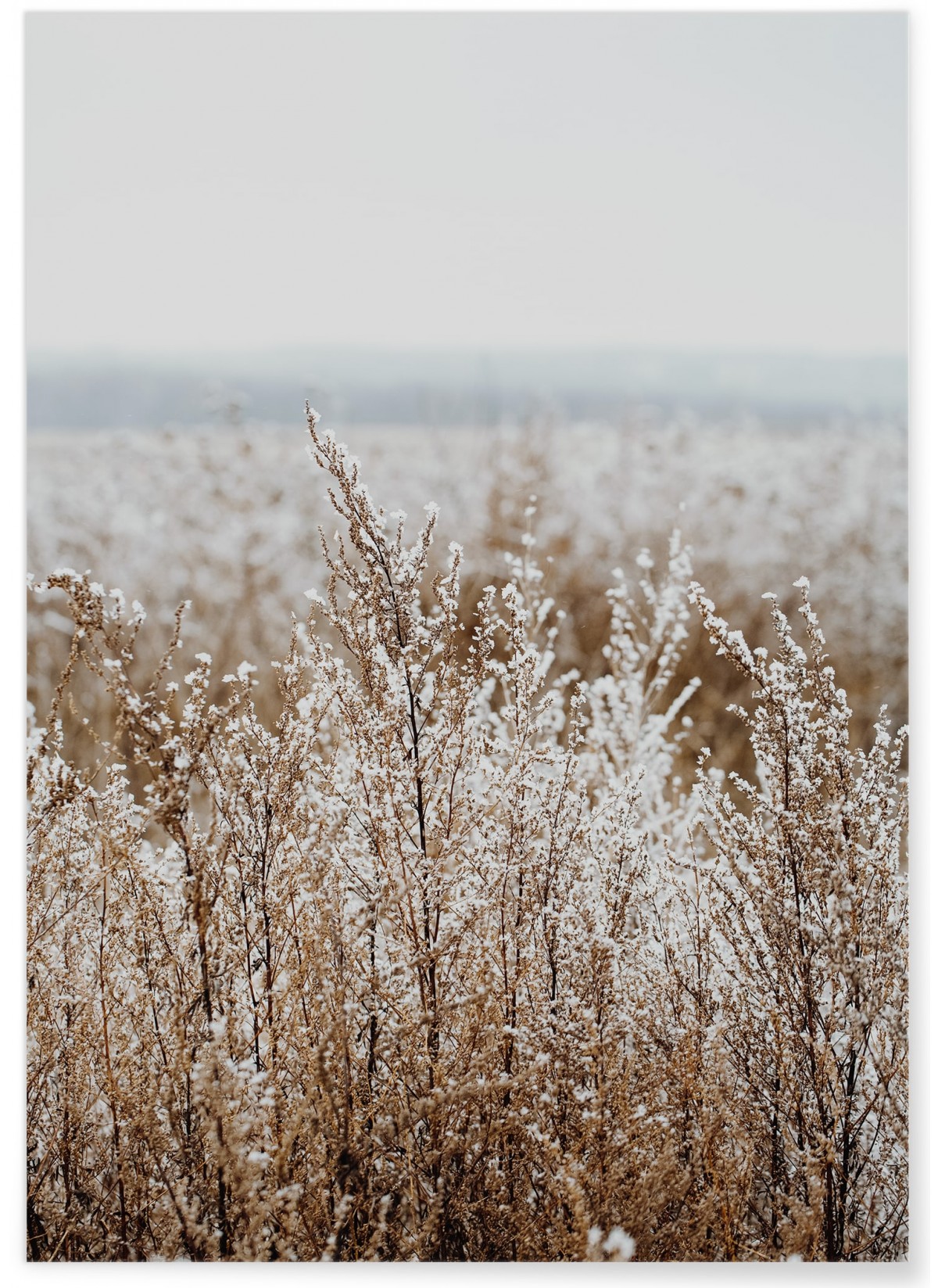 Affiche Nature Winter 2