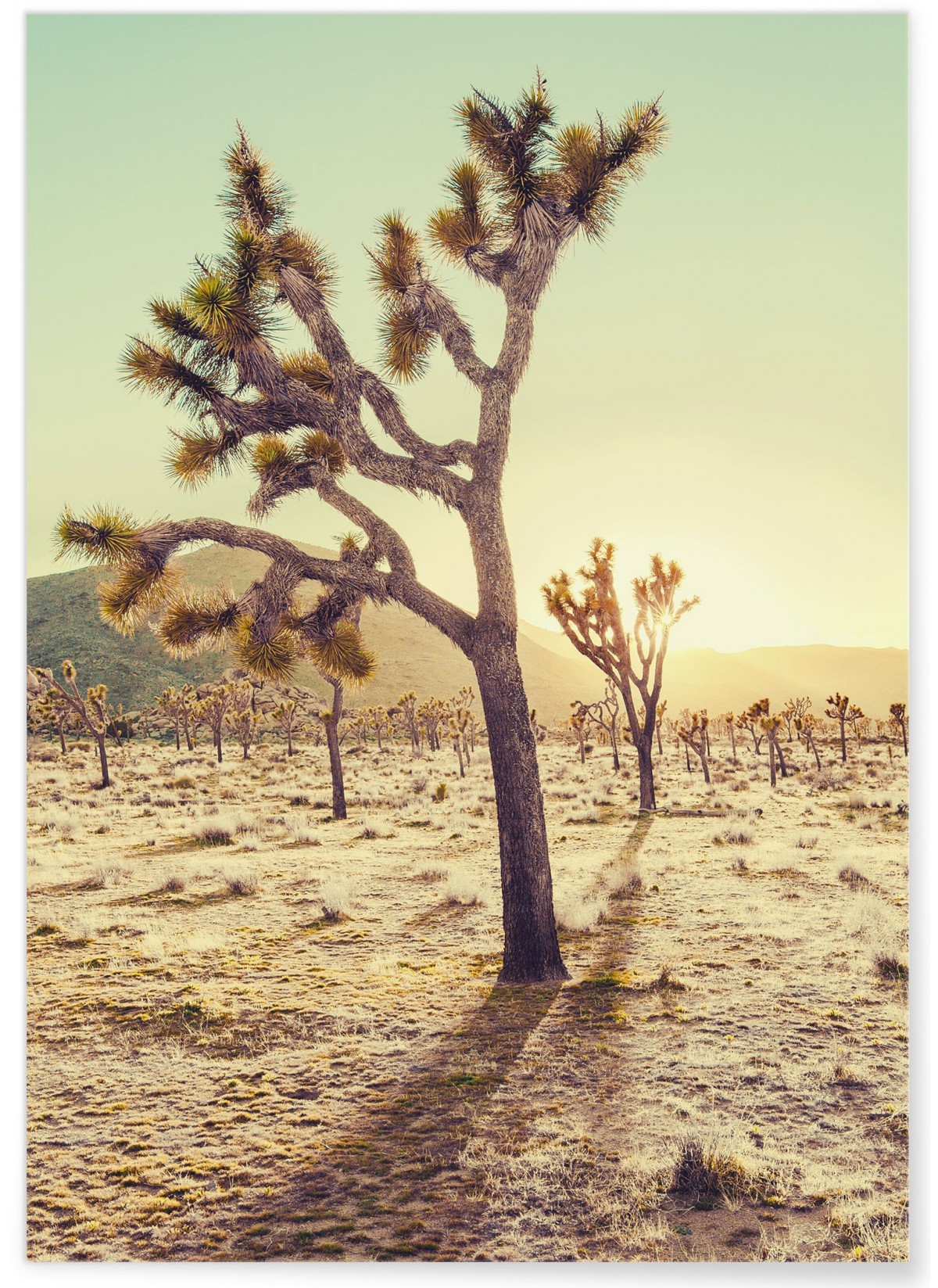 Affiche Nature Desert 1