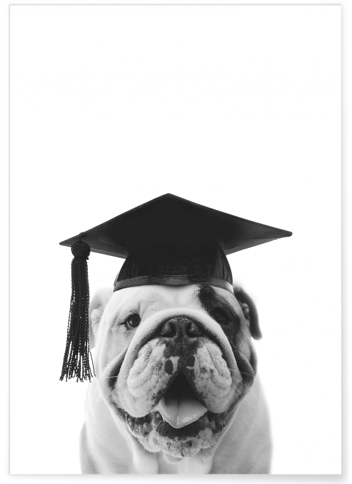 Affiche Bulldog Gaston