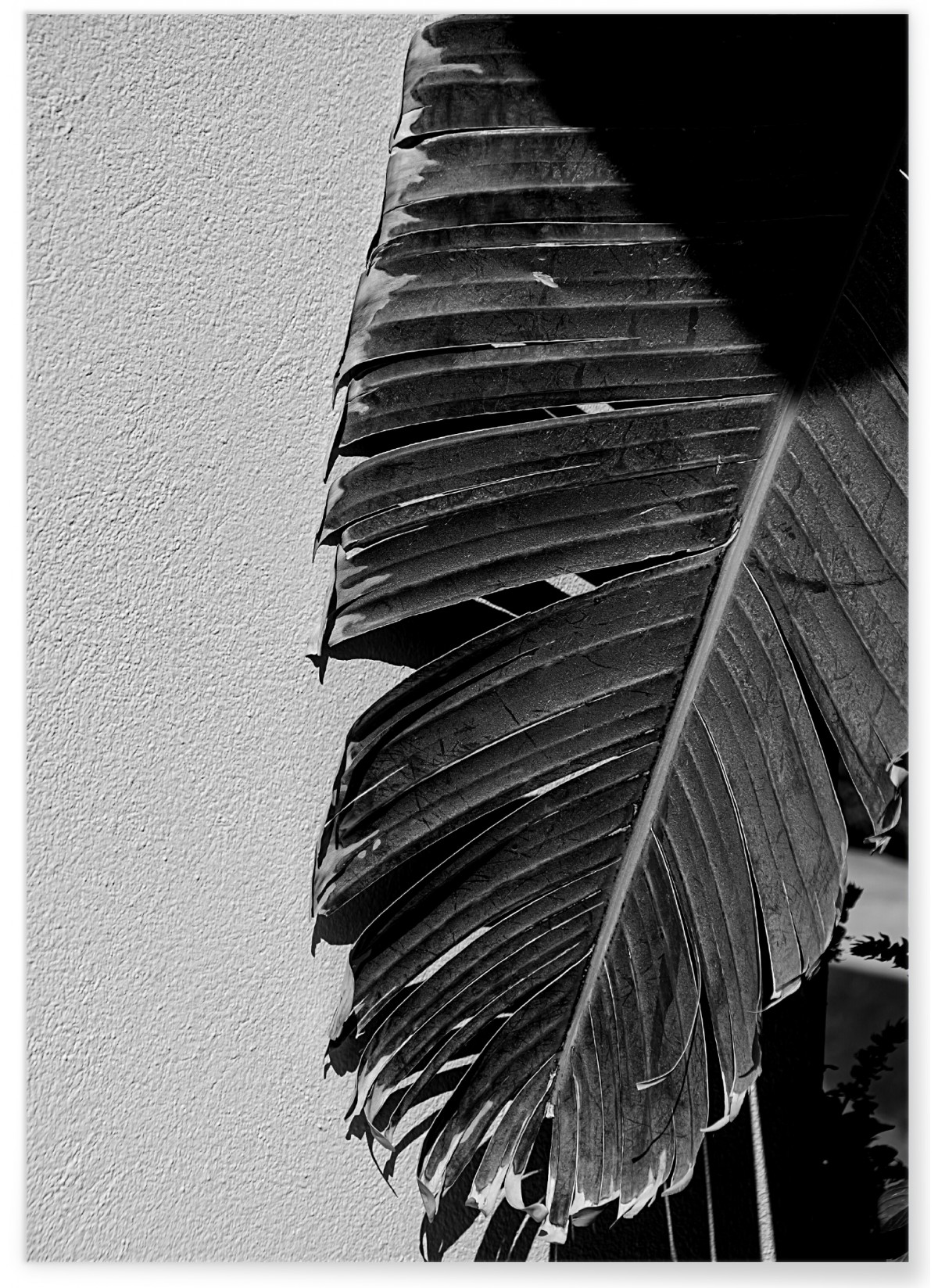 Affiche Palmier noir et blanc 2