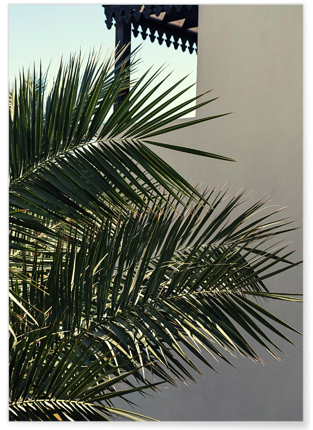 Affiche Nature Palmier