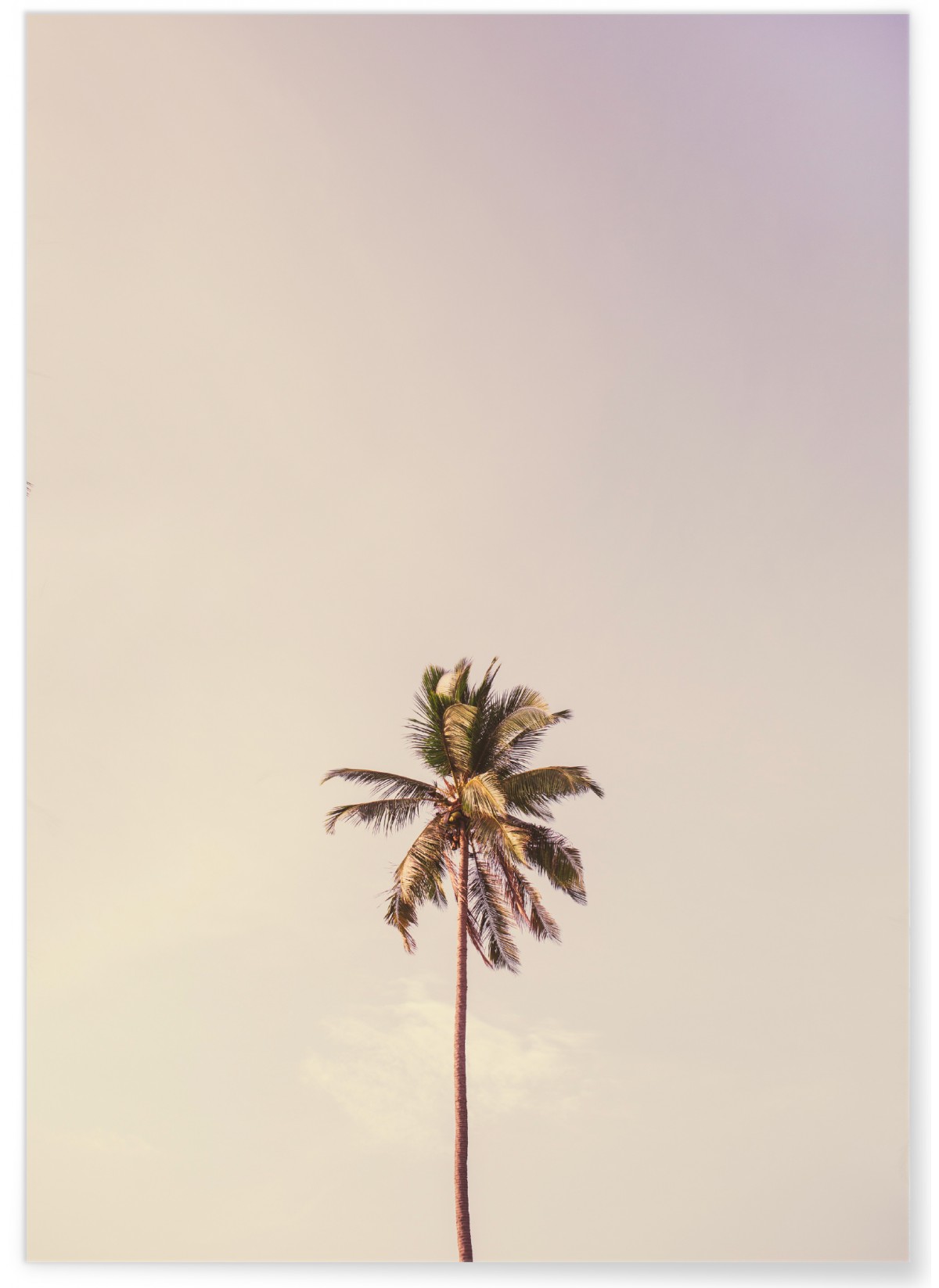 Affiche Palm Trees 6