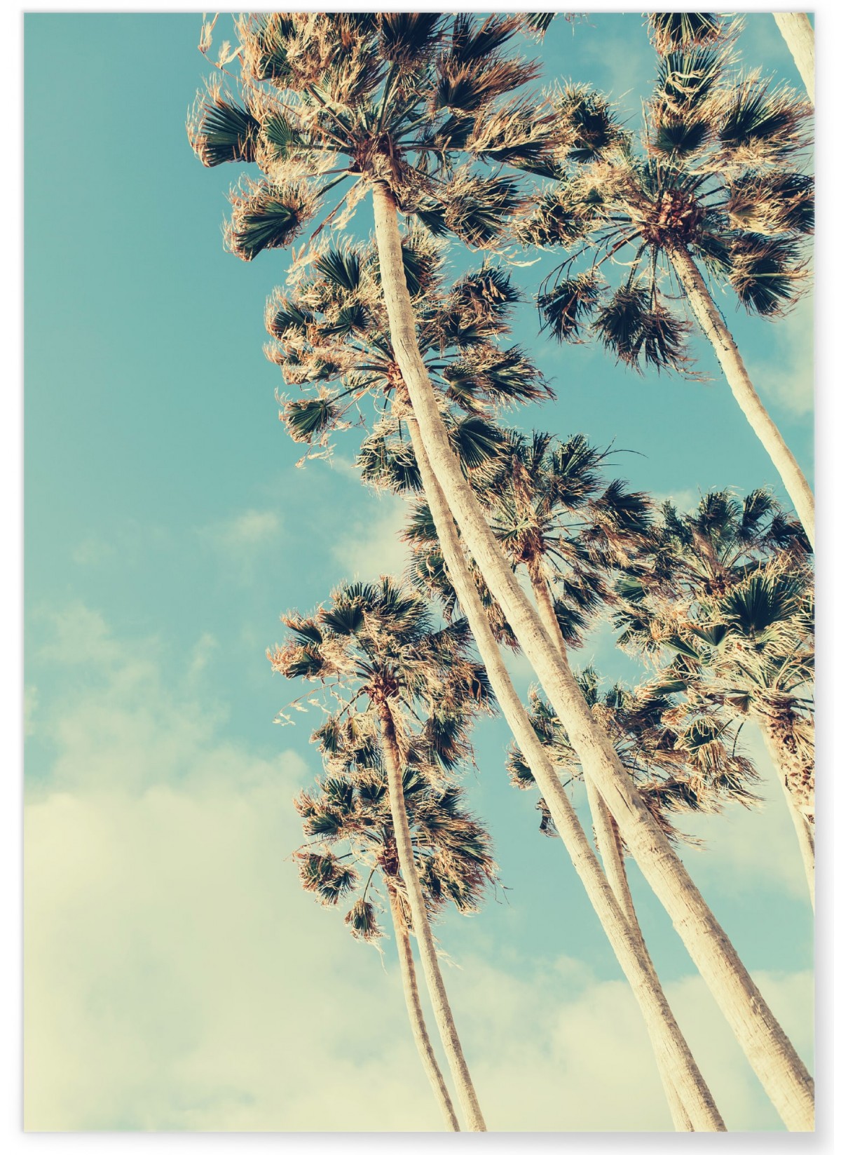 Poster Palm Trees 7