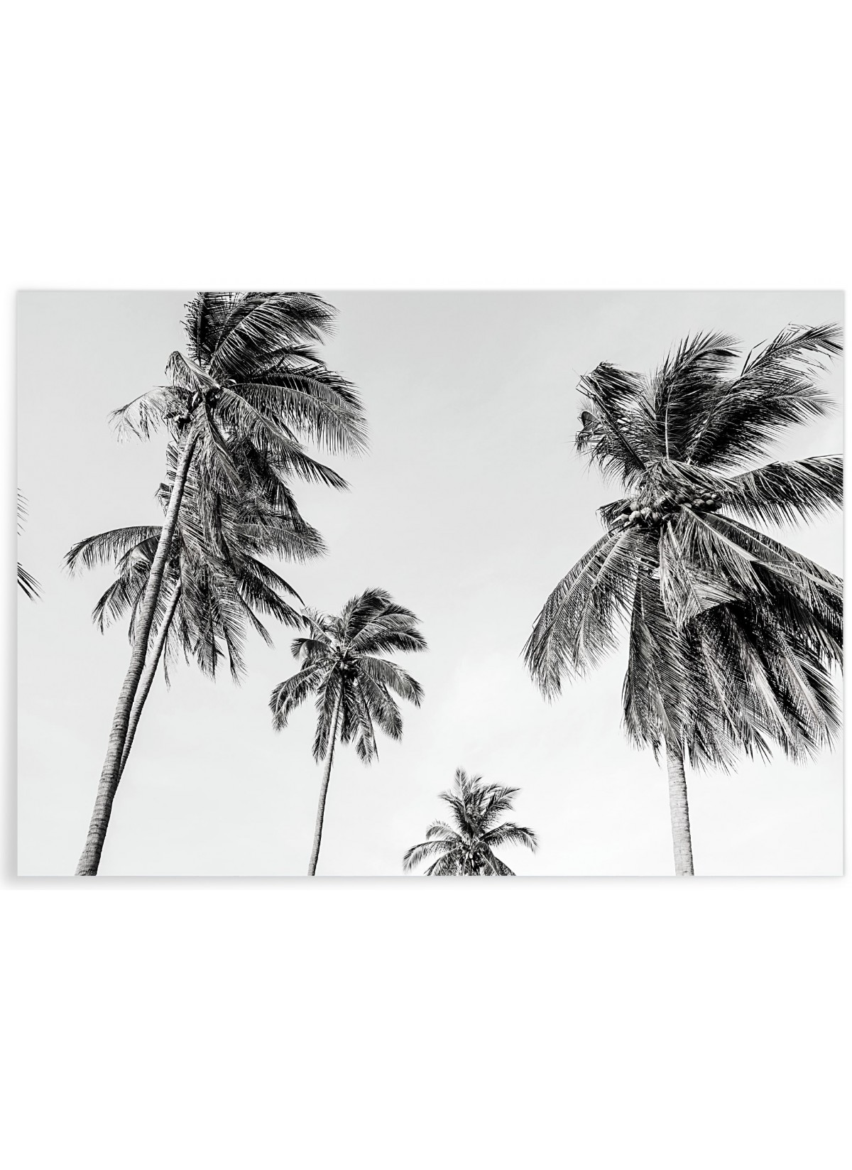 Affiche Palm Trees 8