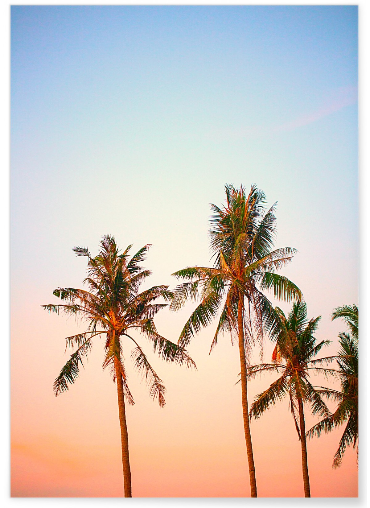 Poster Nature Tropicale 3