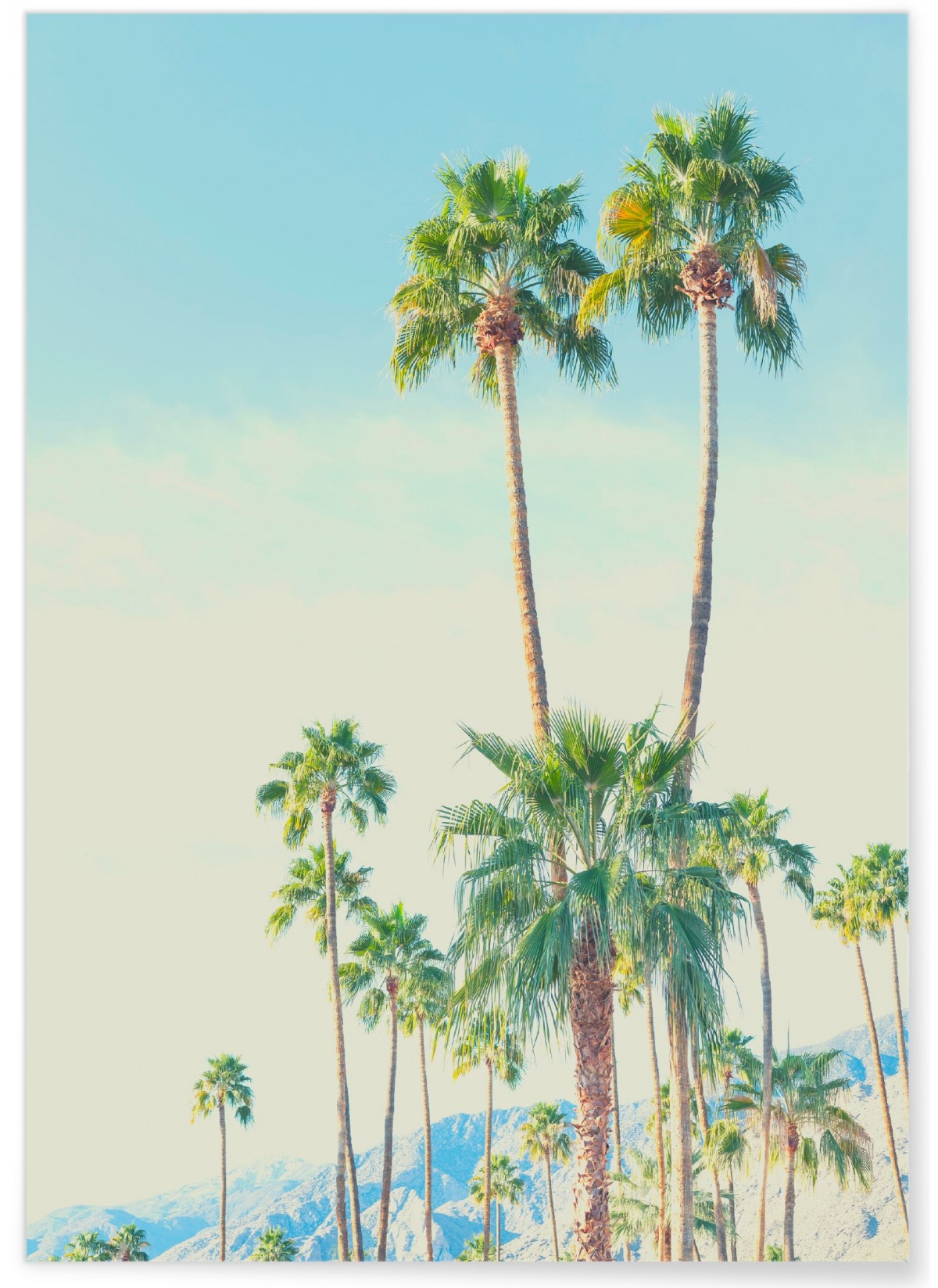 Poster Nature Tropicale 4