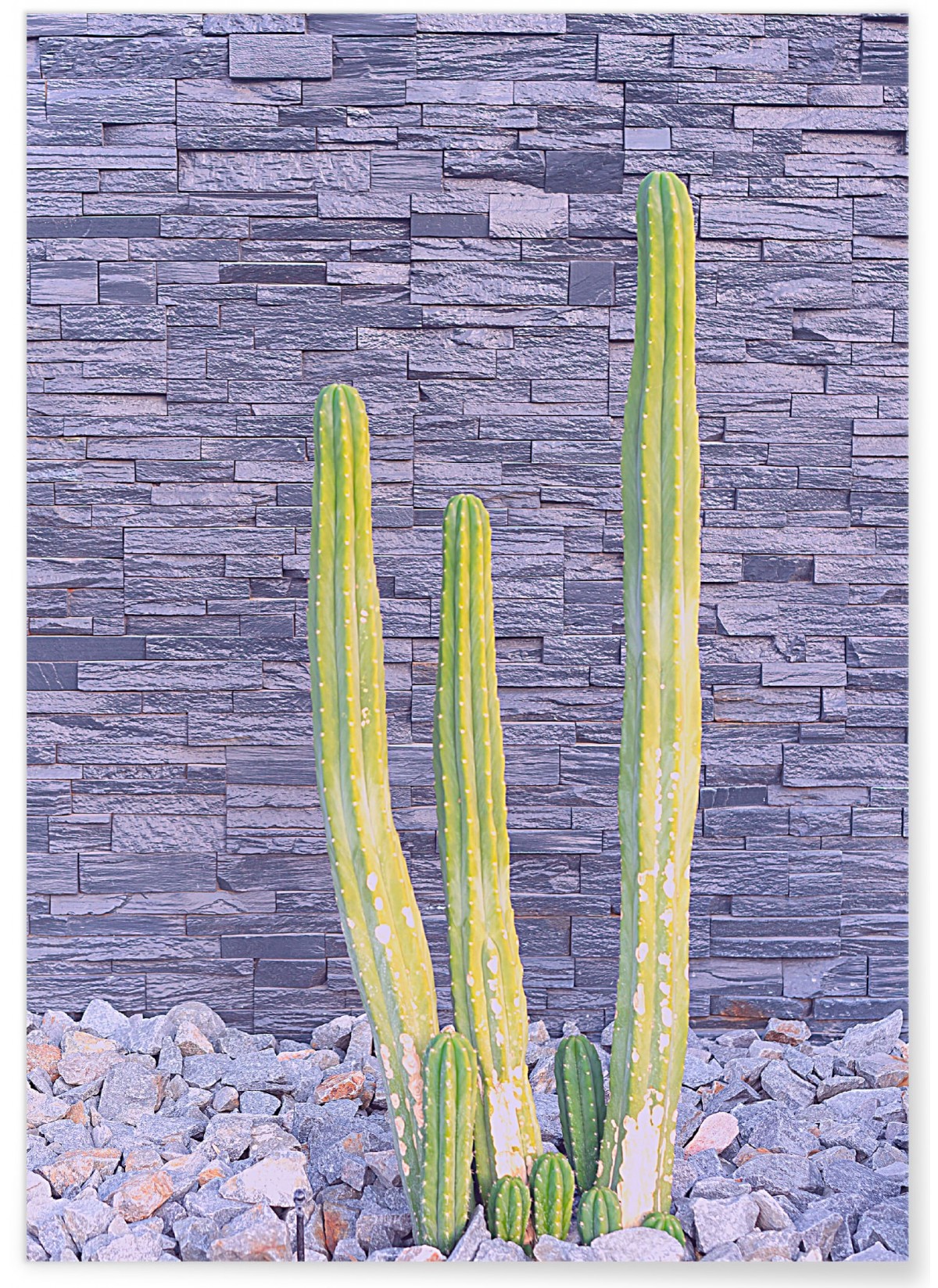 Affiche nature Cactus 2