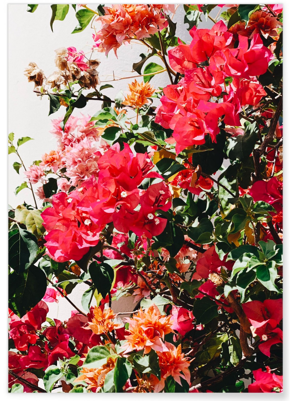 Poster Fleurs