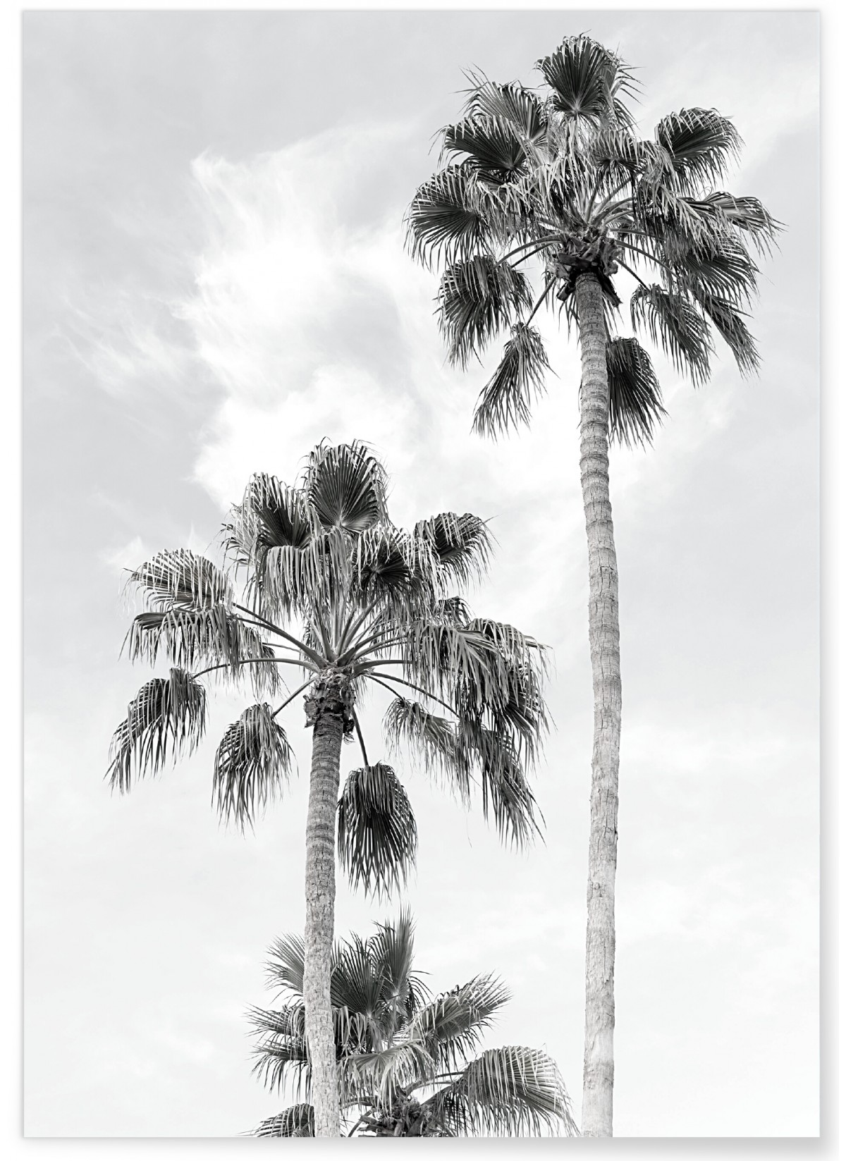 Affiche Palmier noir et blanc 3