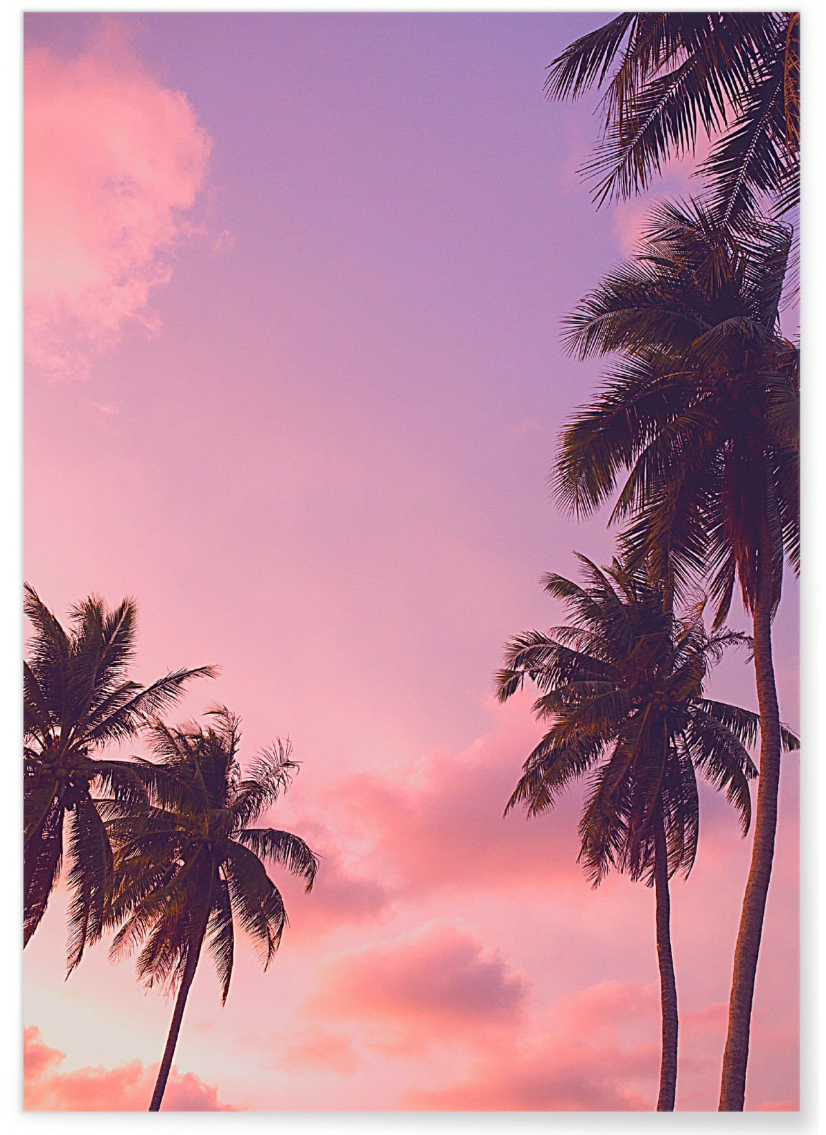 Affiche Nature Ciel Rose 4