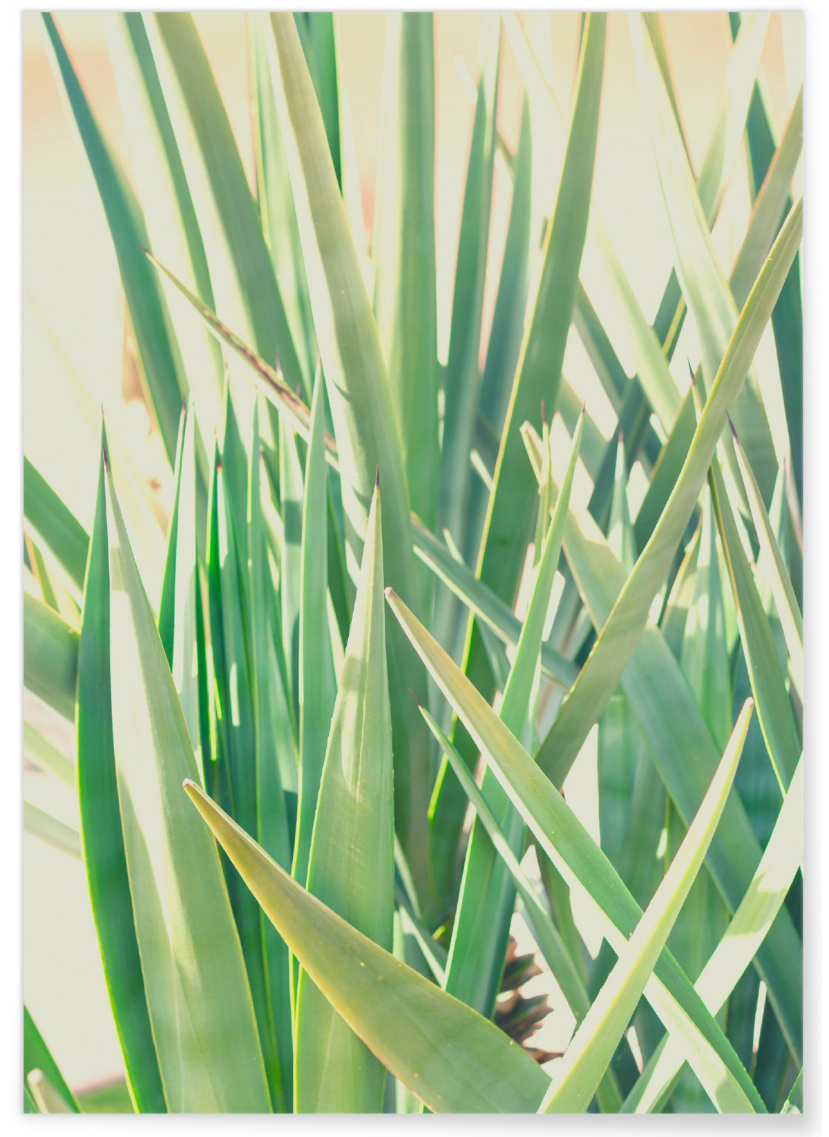 Affiche Palm Tree Leaf 1