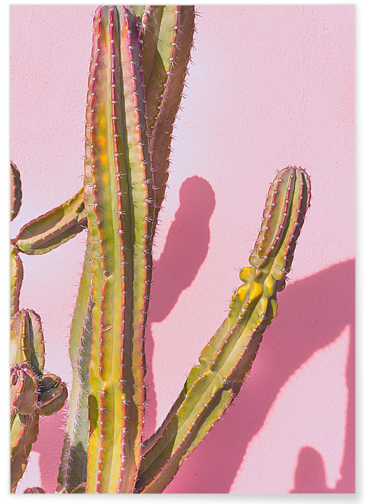 Affiche nature Cactus 4
