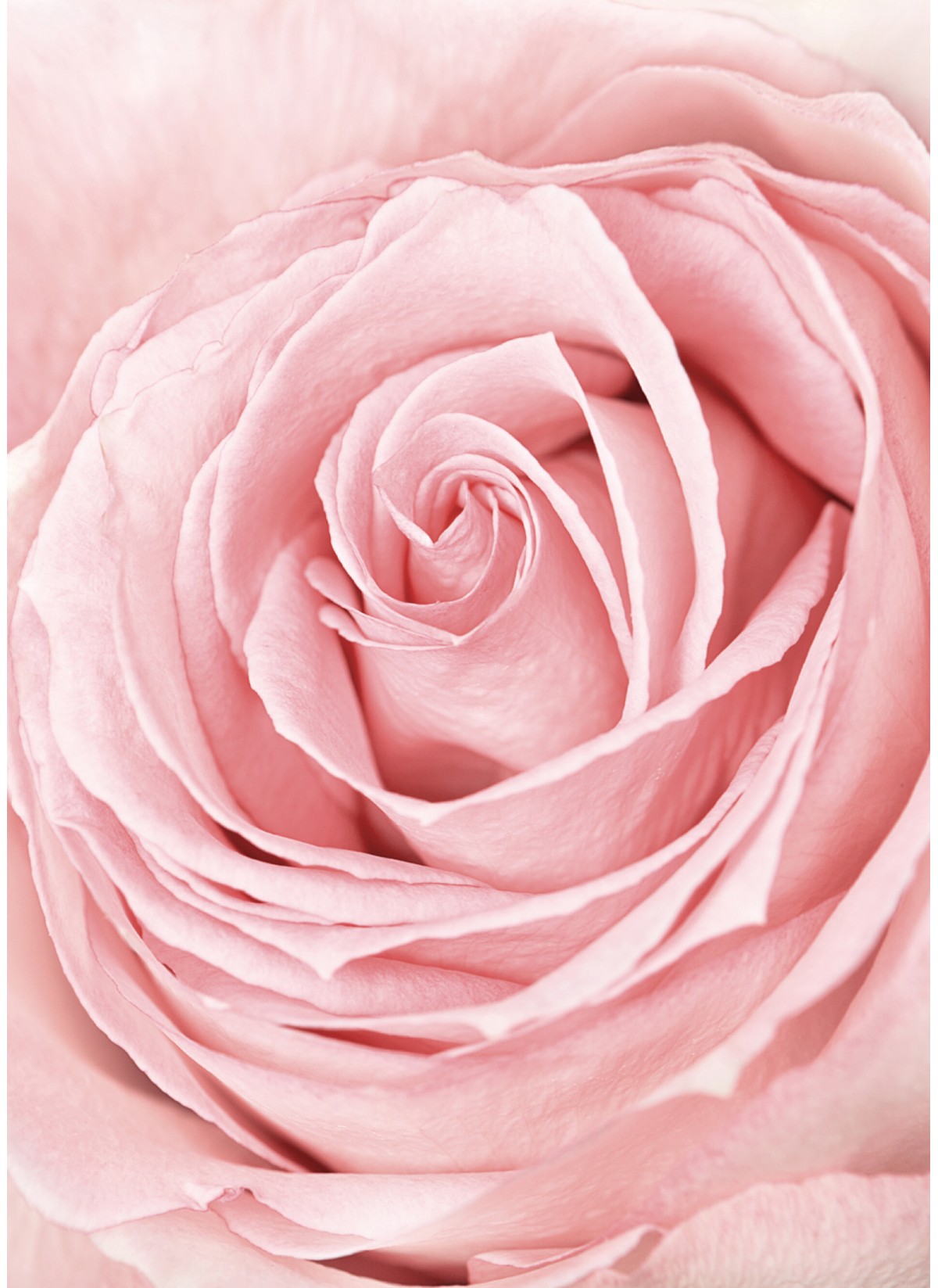Affiche Pink Rose Flower