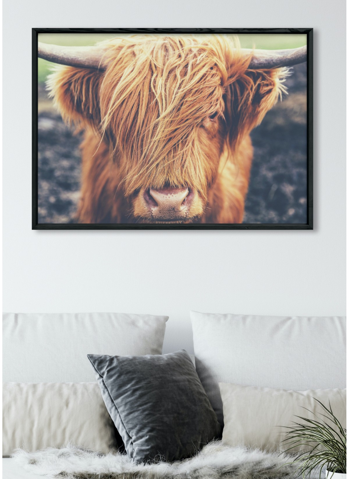 Poster Highland Cow