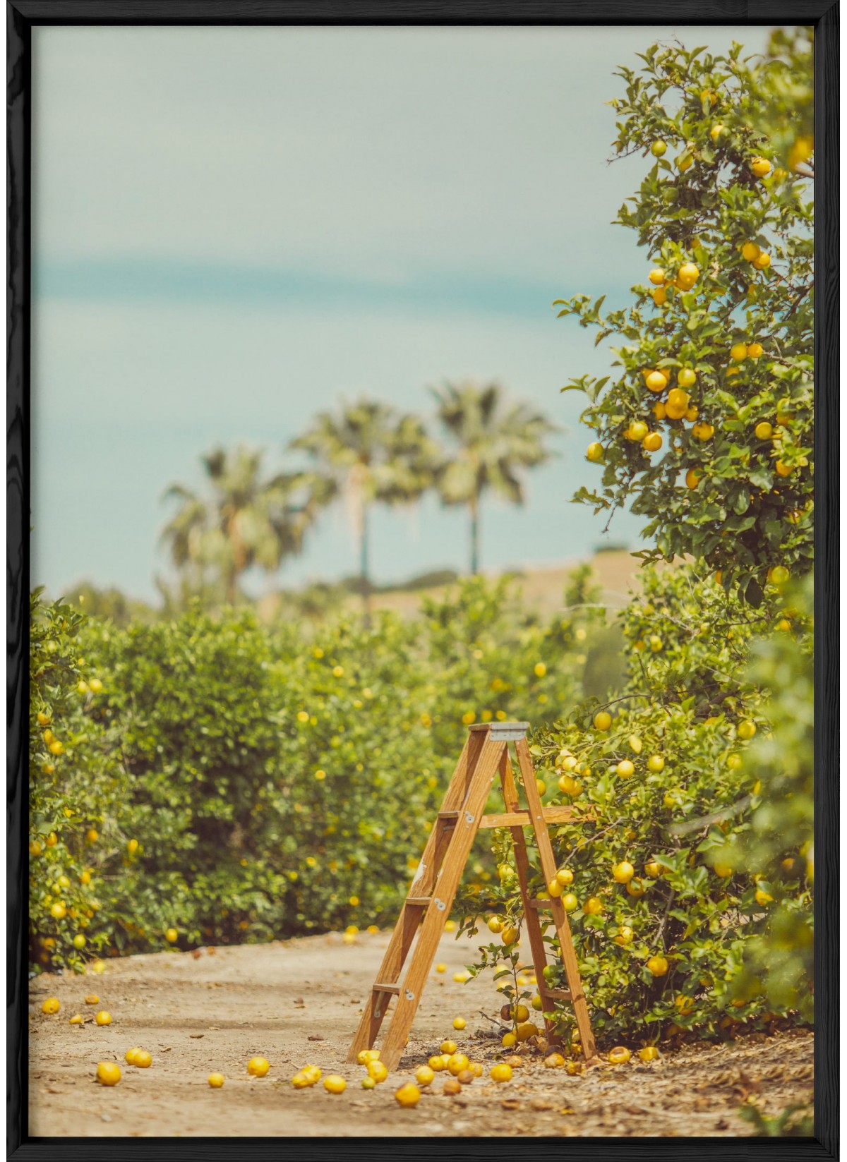 Affiche Lemon Trees