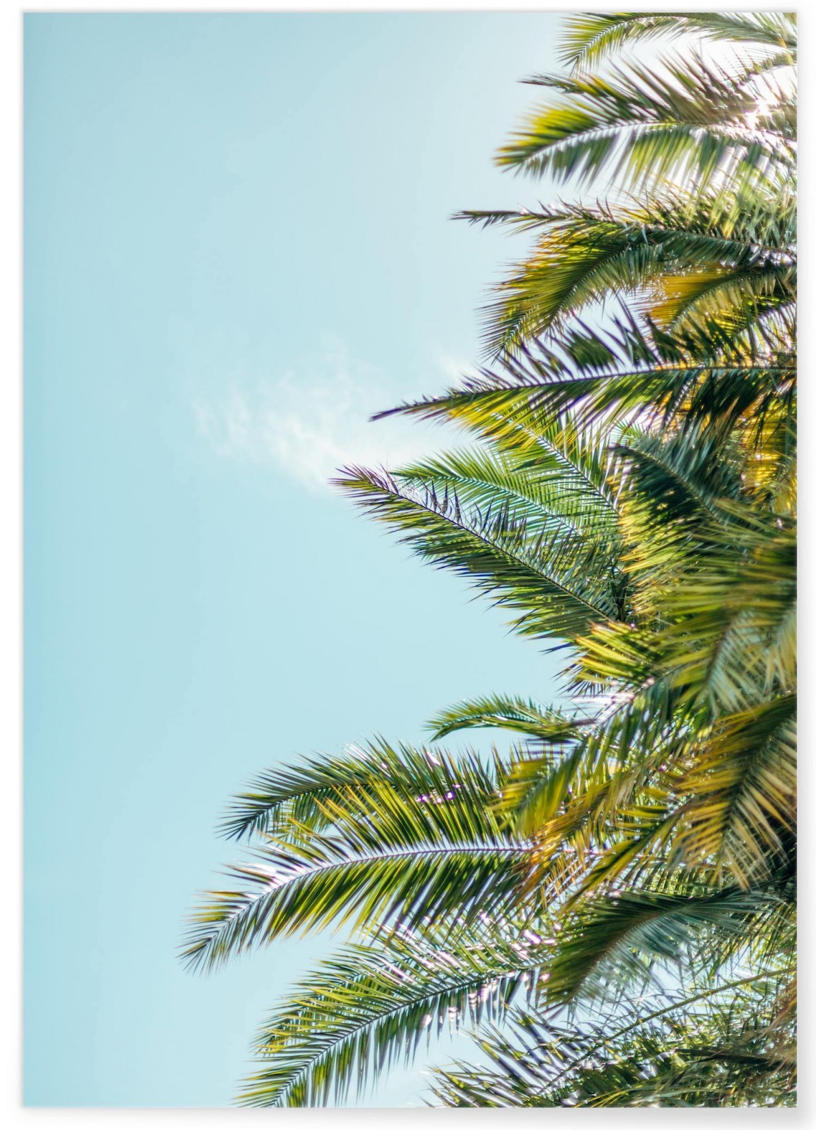Affiche Palm Trees 5