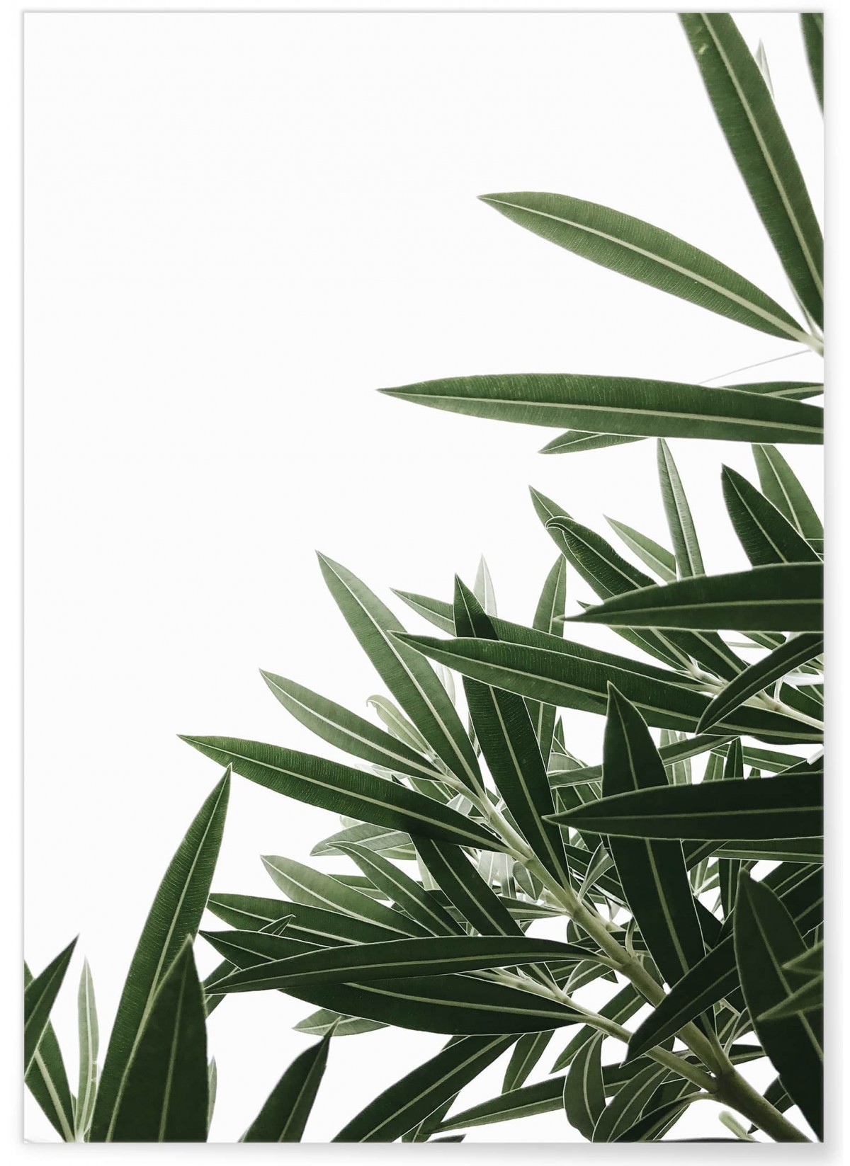 Poster Nature plante verte 1