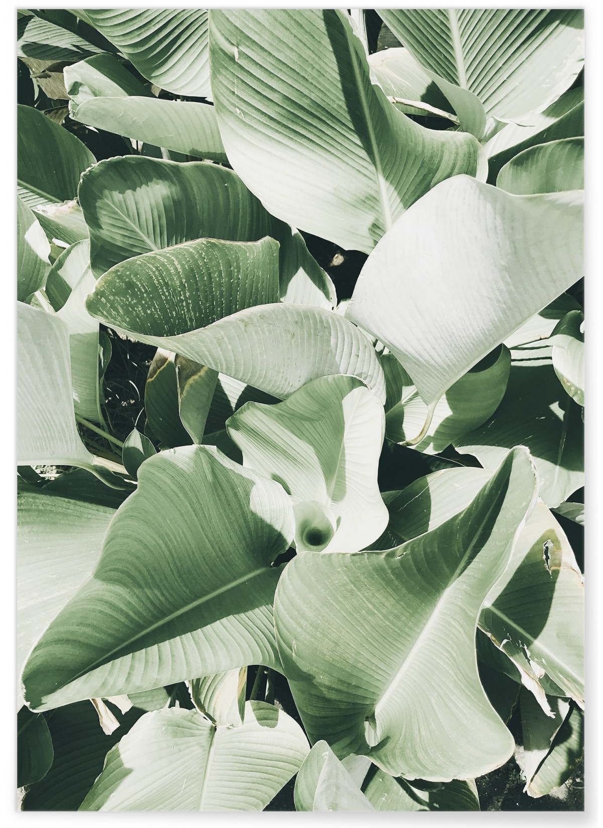 Affiche Nature plante verte 2