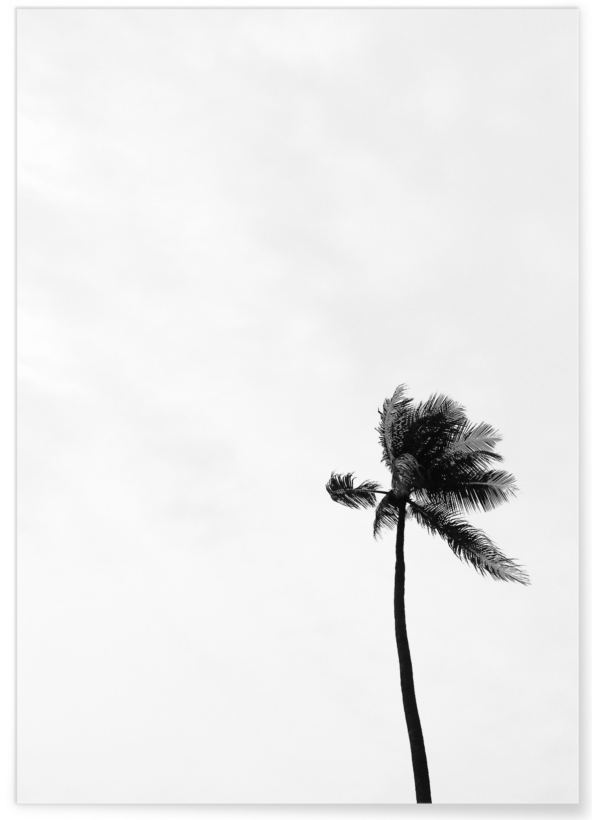 Affiche Palmier noir et blanc