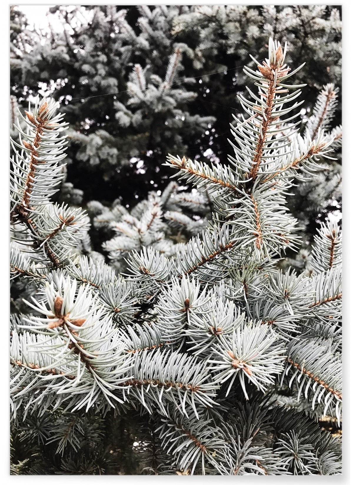 Affiche Sapin 1