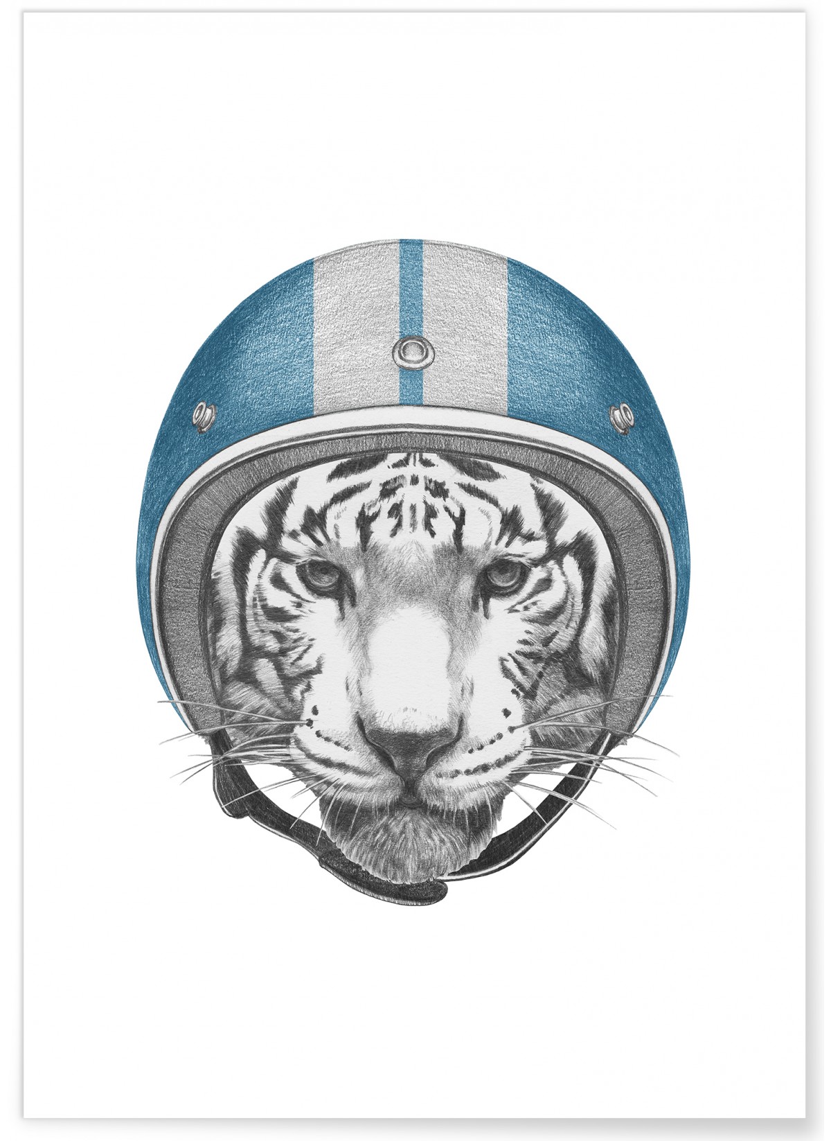 Poster Tigre blanc