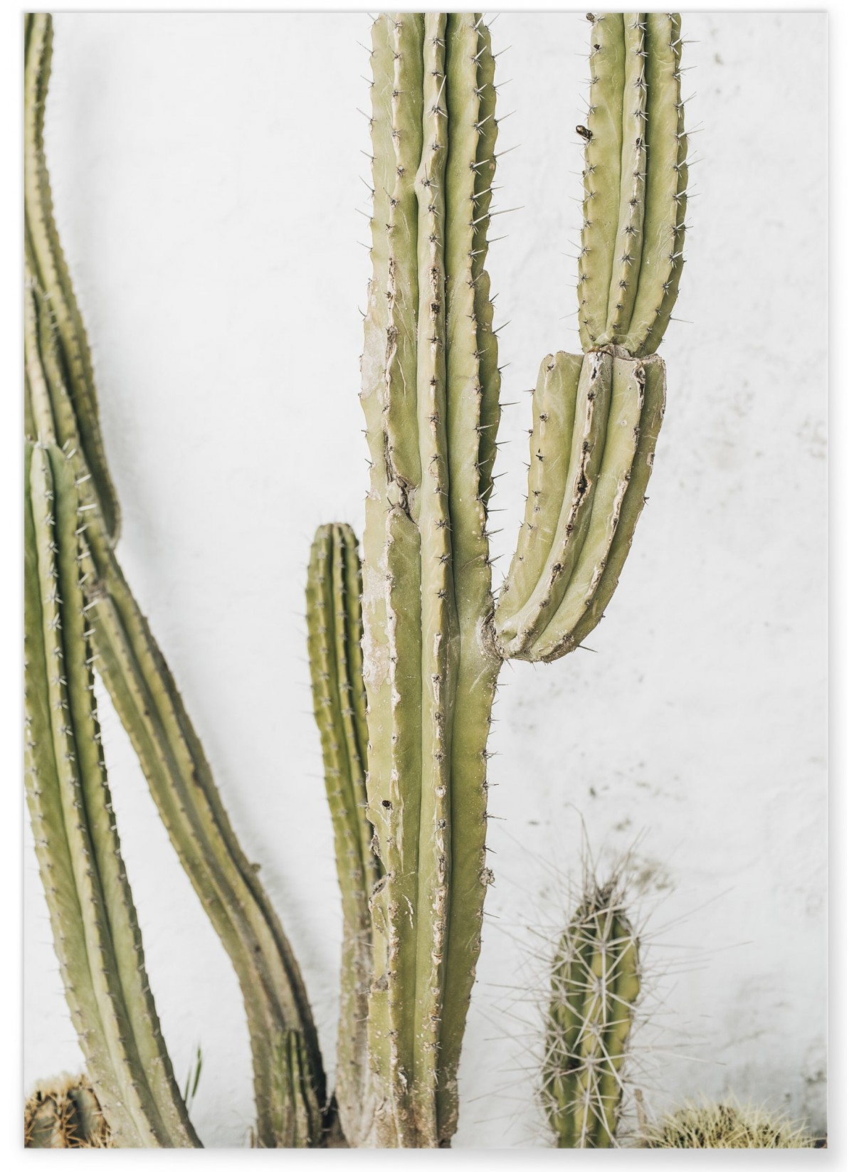 Affiche nature Cactus