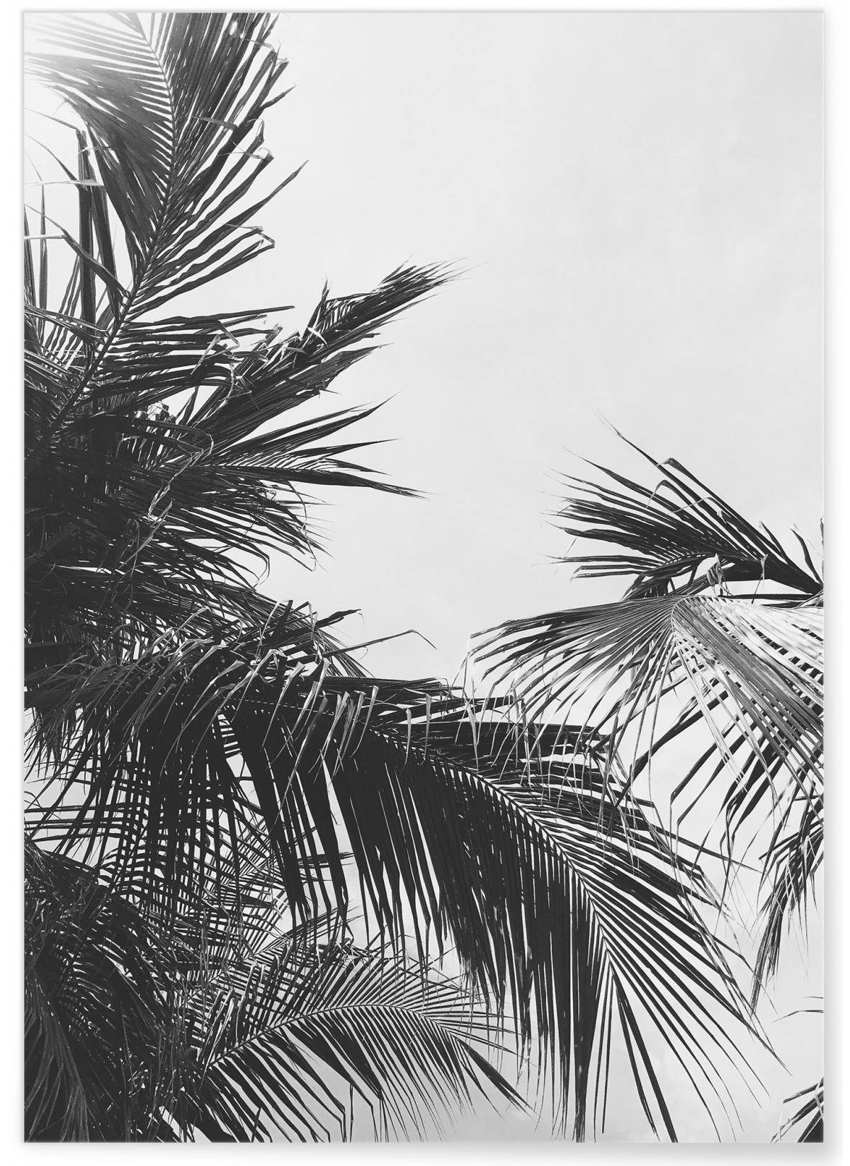 Affiche nature Feuille de palmier n°2
