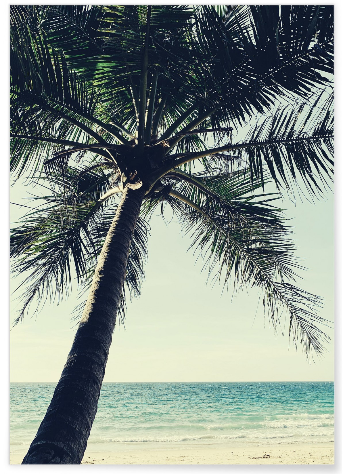 Poster nature Palmier plage