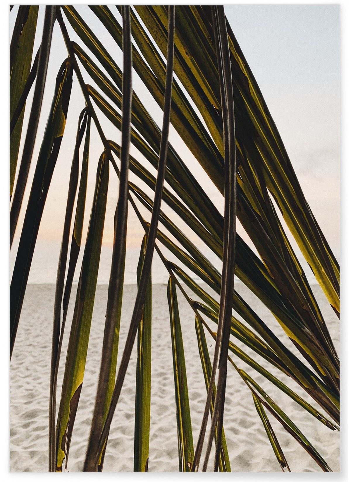 Affiche Nature Feuille palmier plage