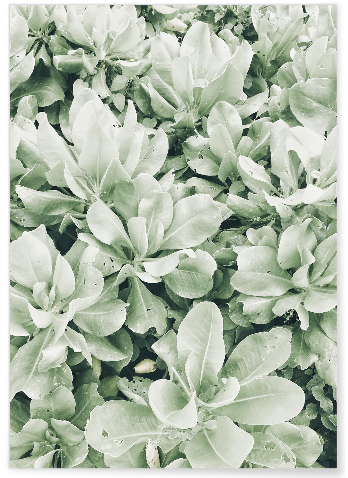 Affiche nature Verte