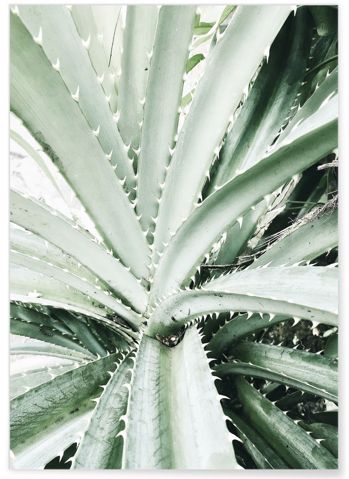 Poster Nature Verte n°4