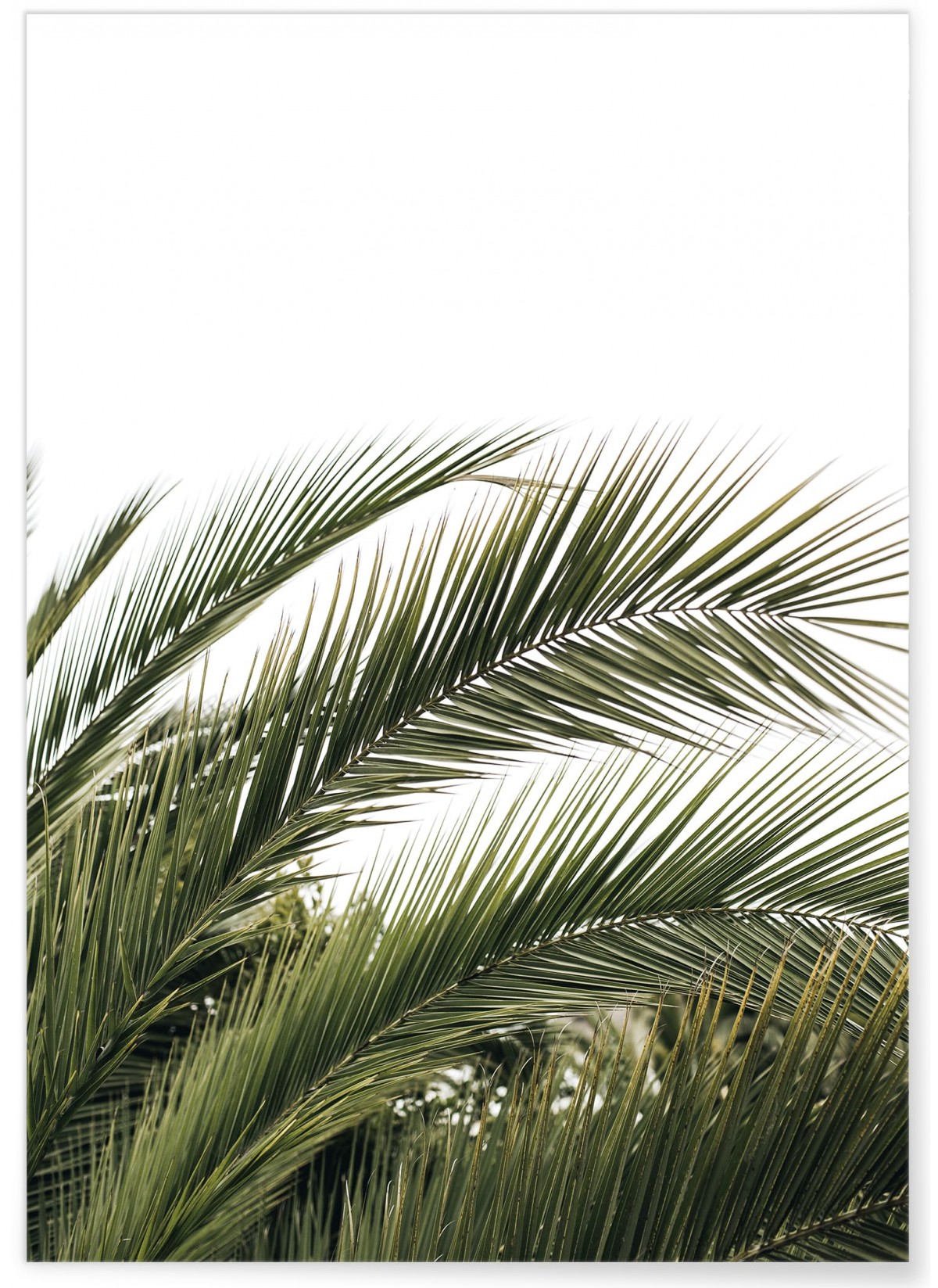 Affiche Nature verte n°3