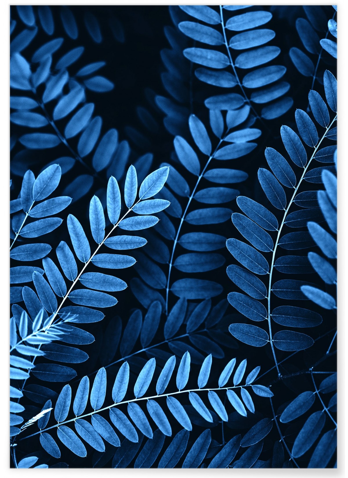 Affiche Nature Feuilles d'Acacia