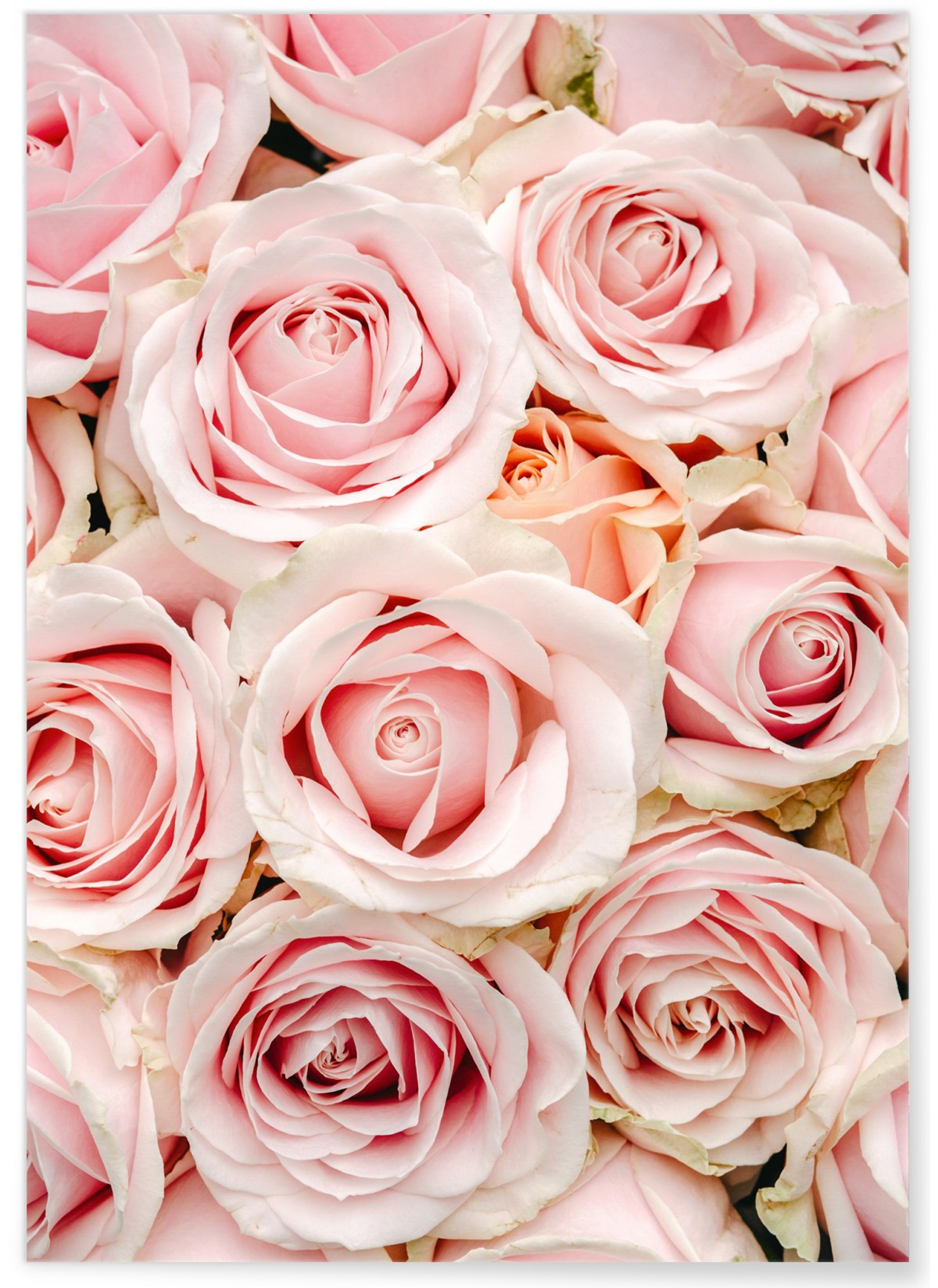 Affiche Nature Roses