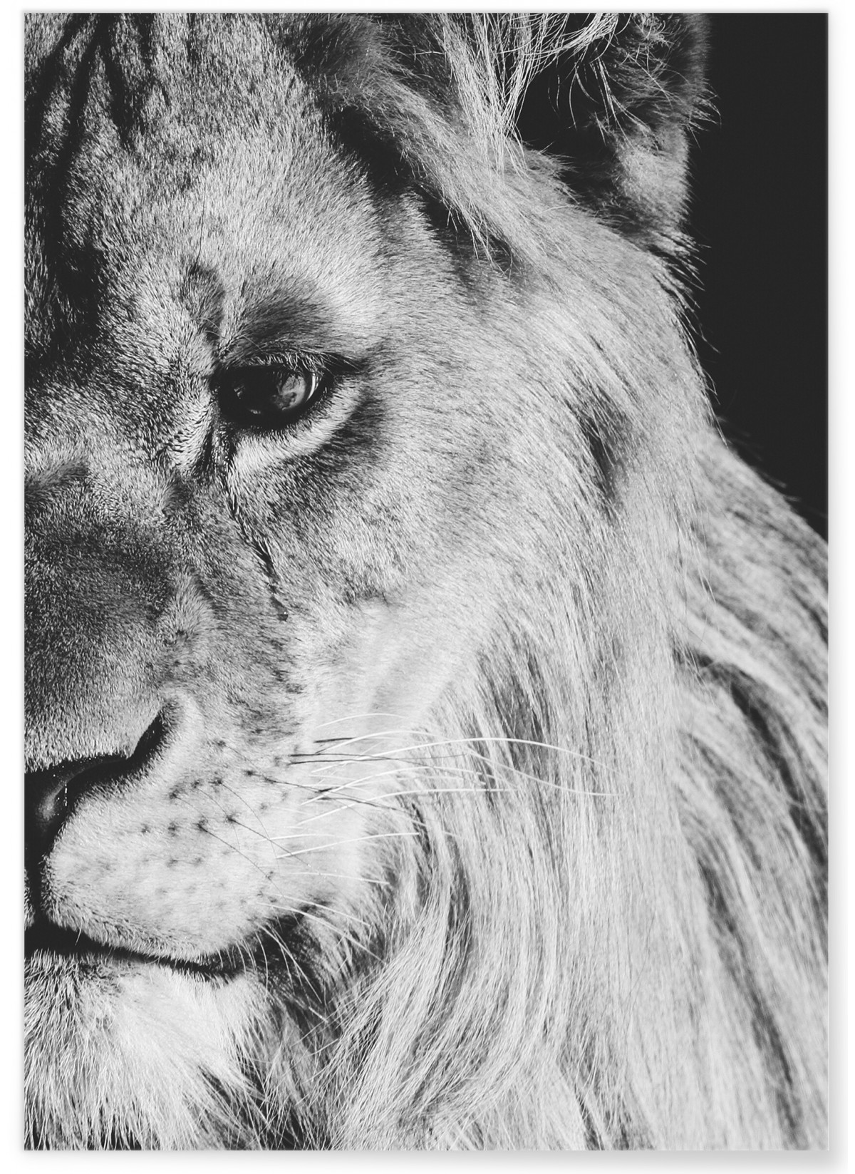 Poster Lion noir et blanc 1