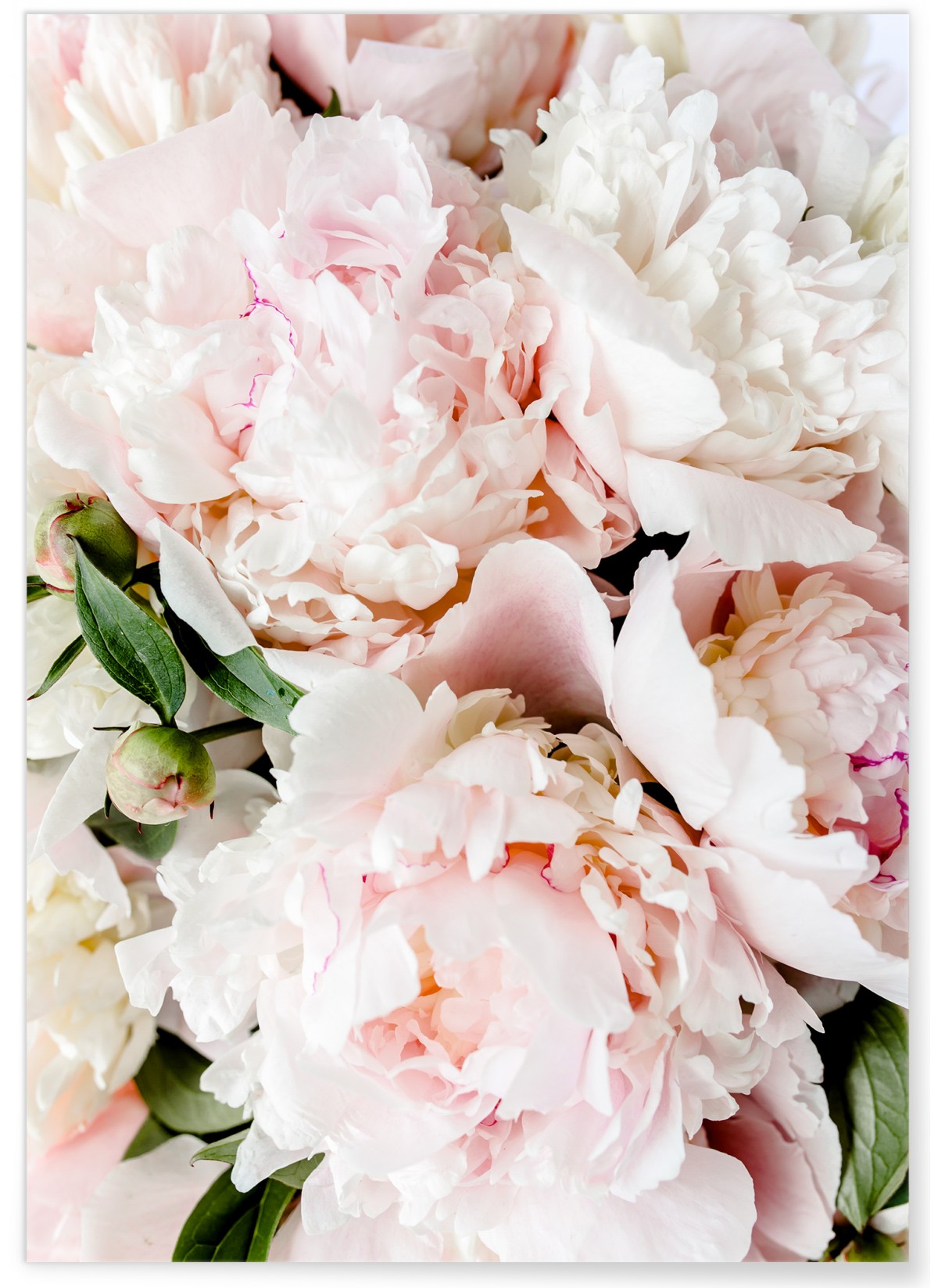Affiche Nature Pivoine Rose