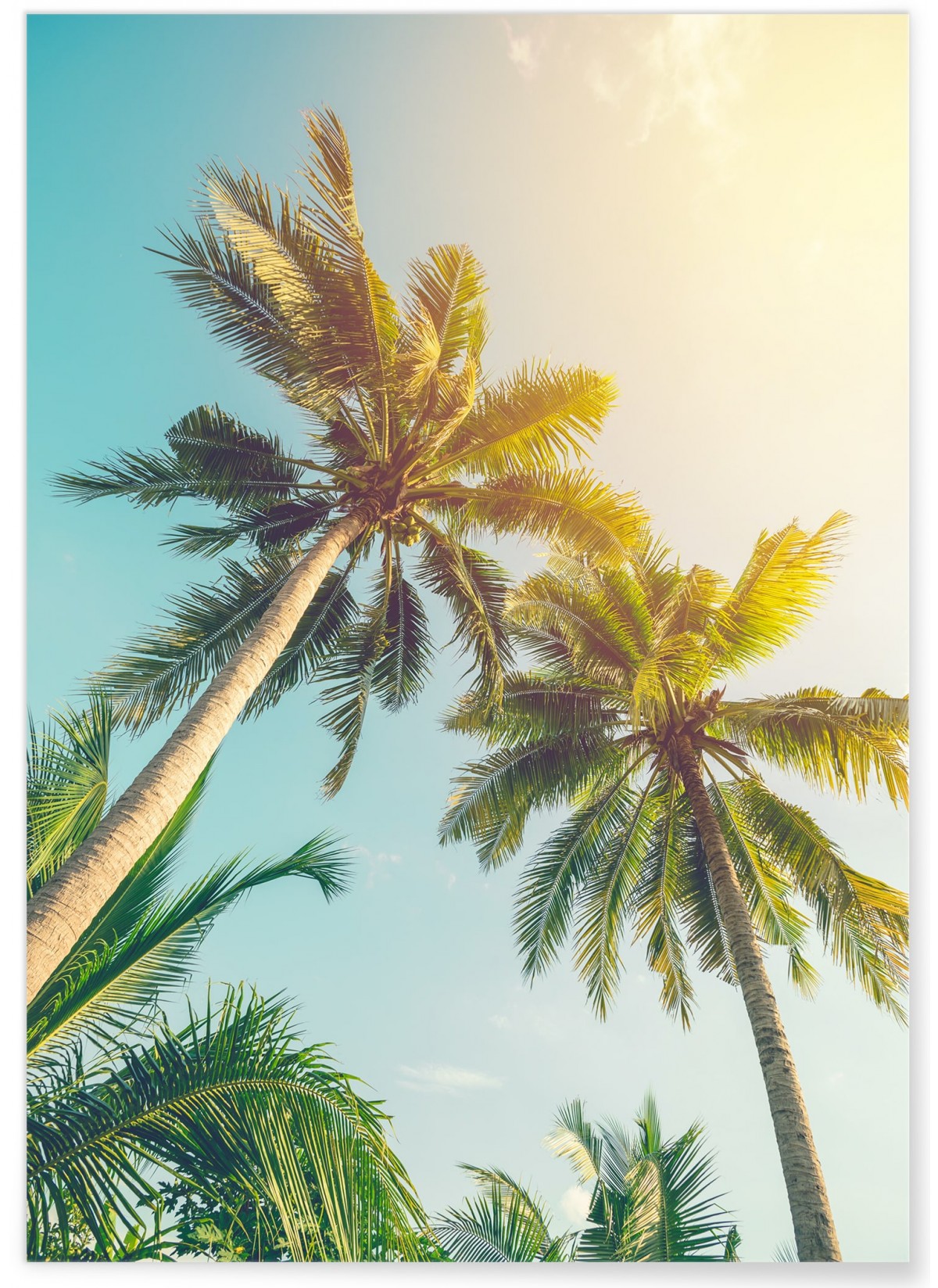 Affiche Cocotier et Ciel Vintage