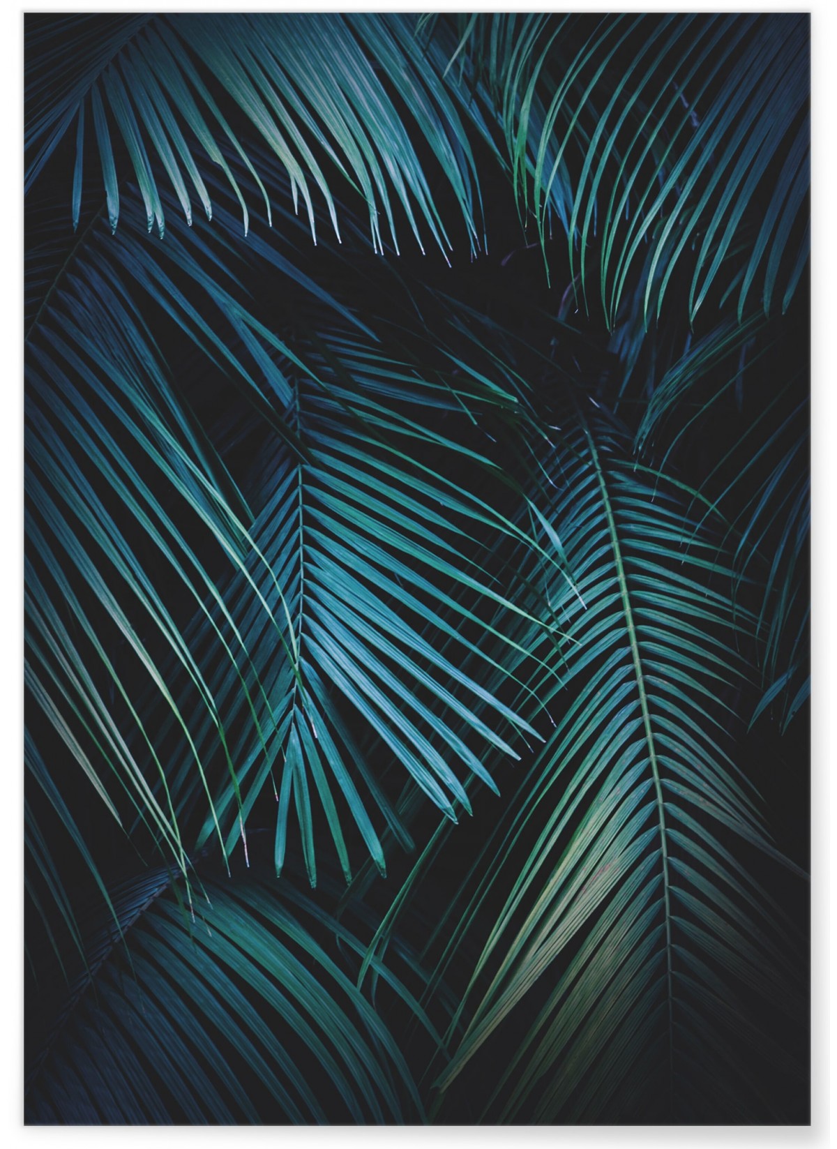 Affiche Feuilles de palmier tropical verte