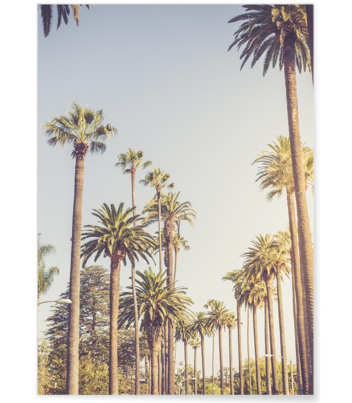 Affiche Palmiers de Beverly Hills