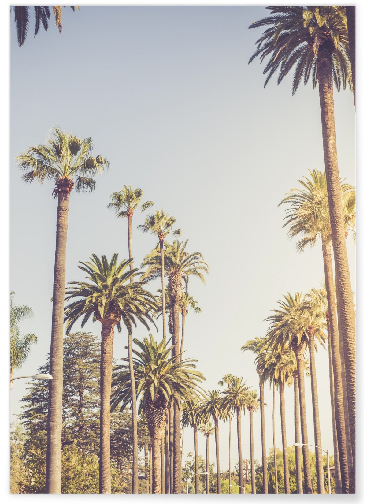 Affiche Palmiers de Beverly Hills