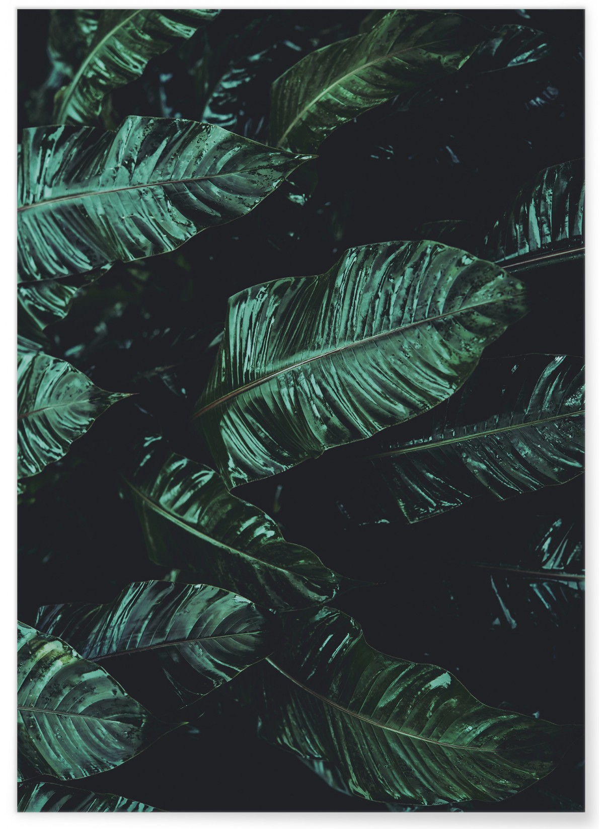 Affiche Nature feuille de palmier de banane