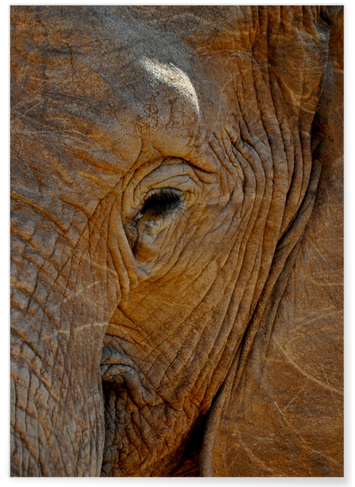 Poster Élephant