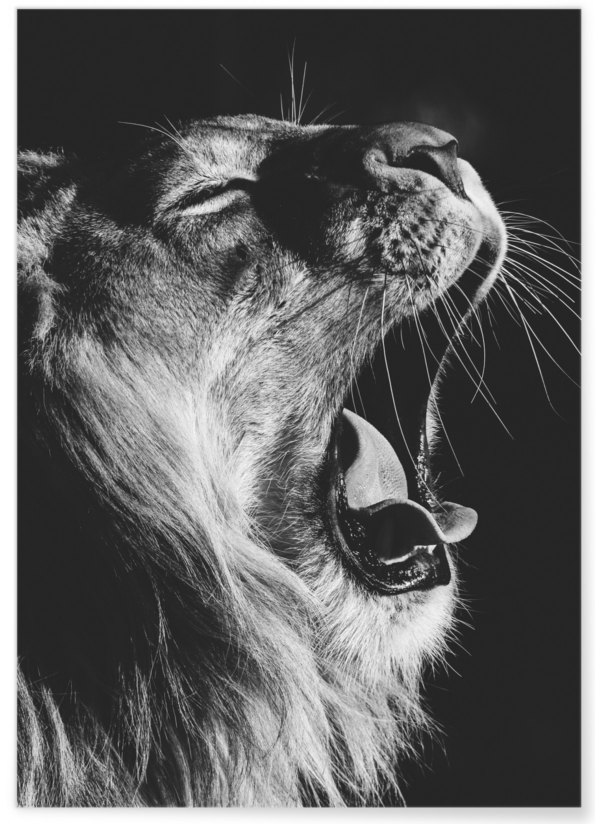 Poster Lion noir et blanc 2