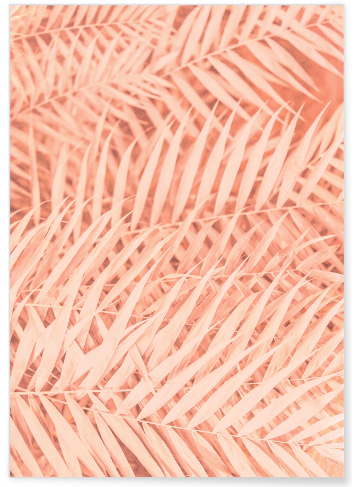 Affiche Feuilles de Palmier Tropical